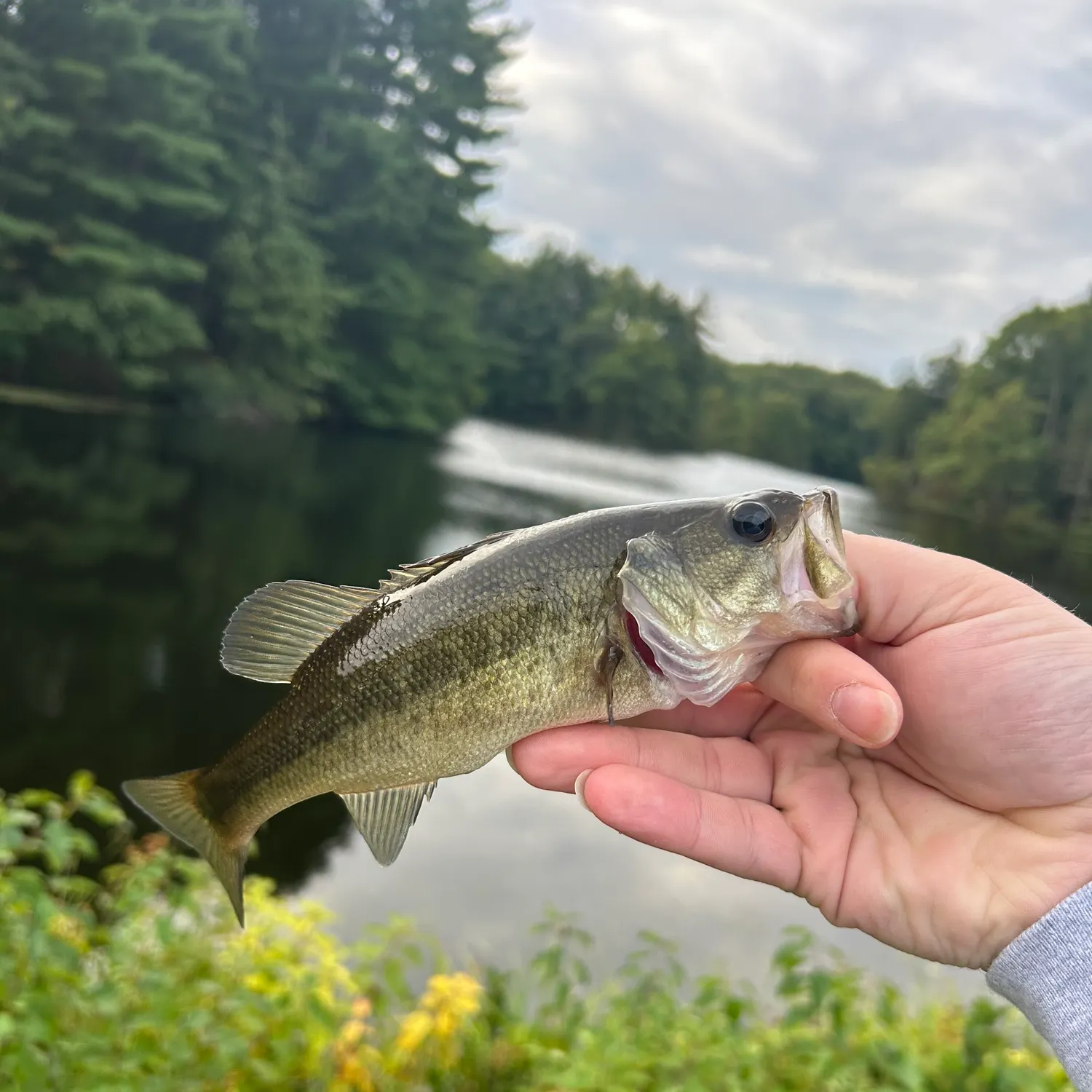Largemouth bass caught on Fishbrain