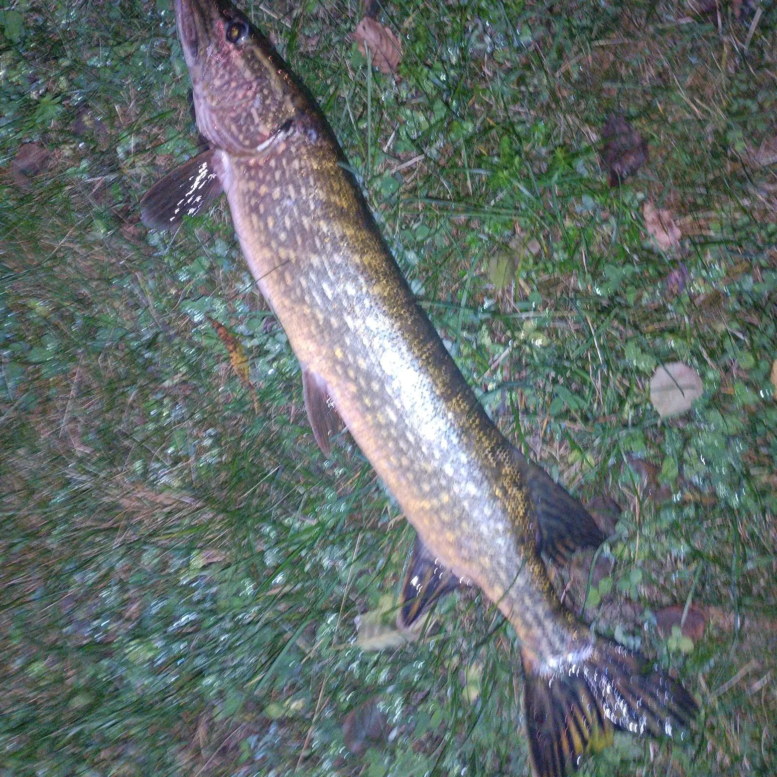 Northern pike caught on Fishbrain