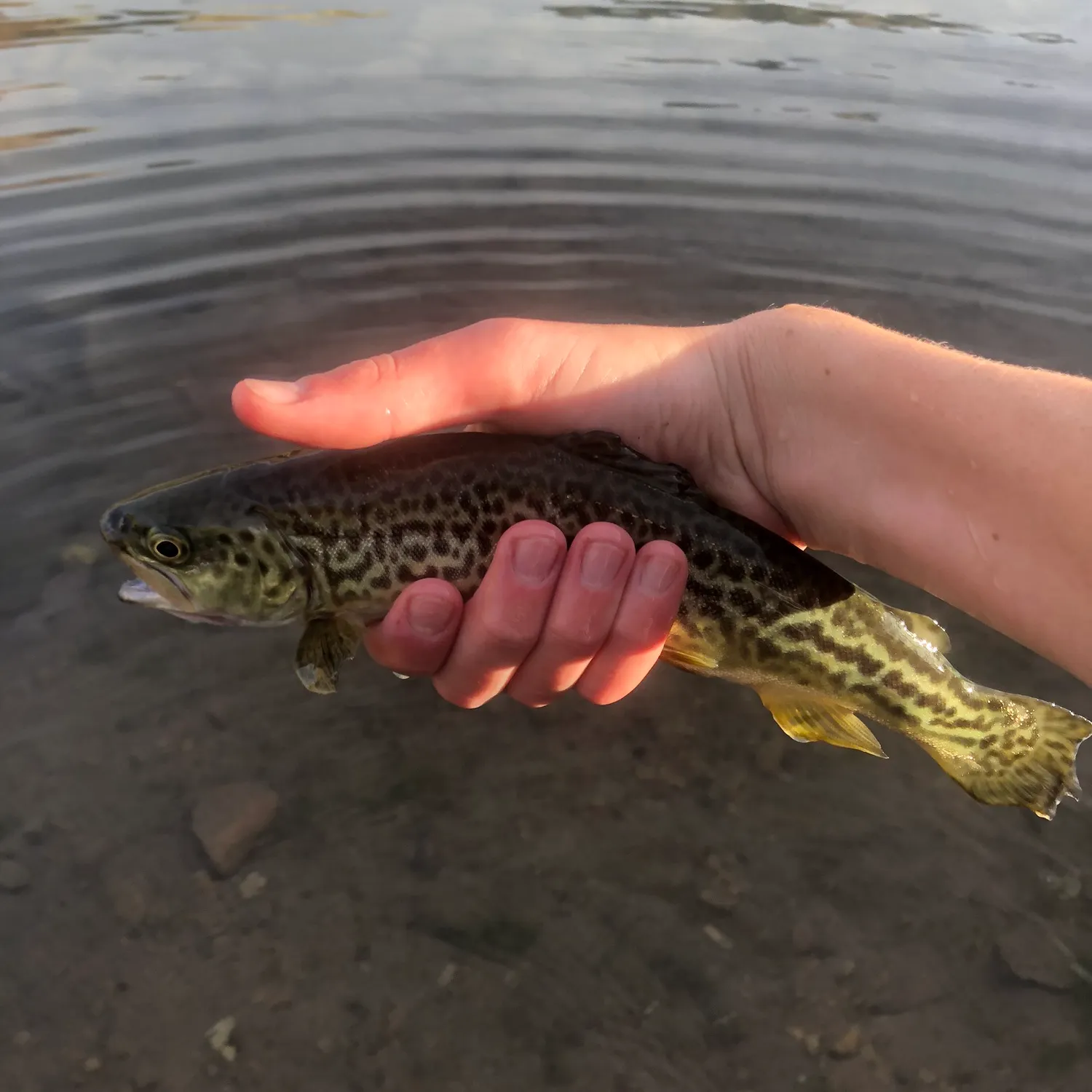Tiger trout caught on Fishbrain