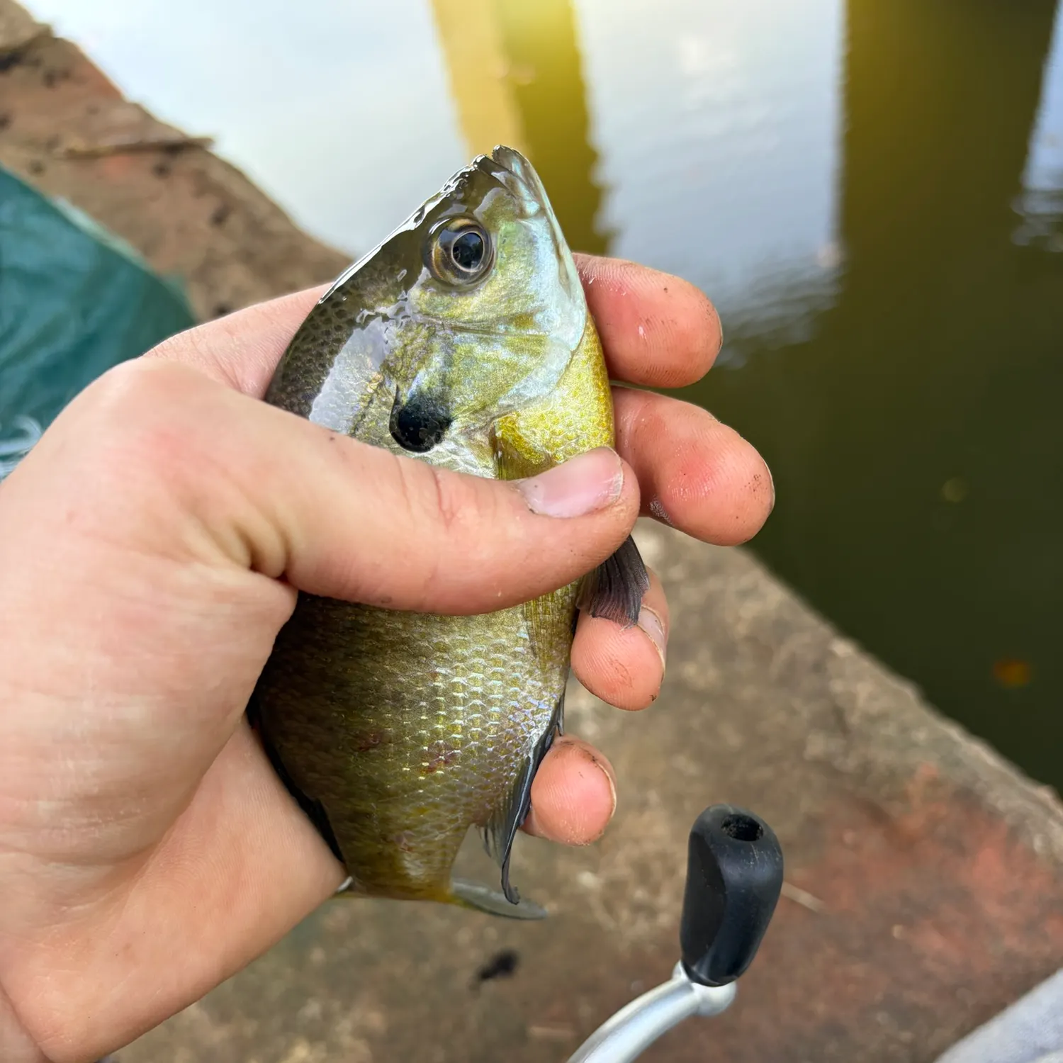 Bluegill caught on Fishbrain