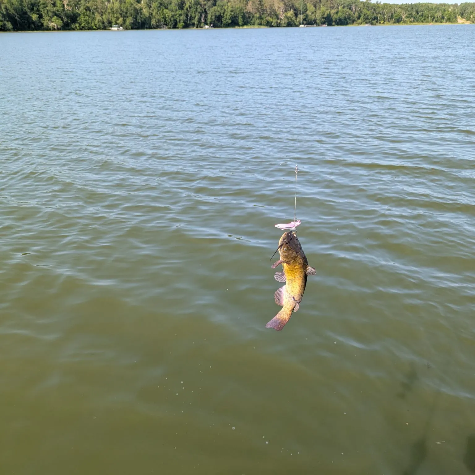 Brown bullhead caught on Fishbrain