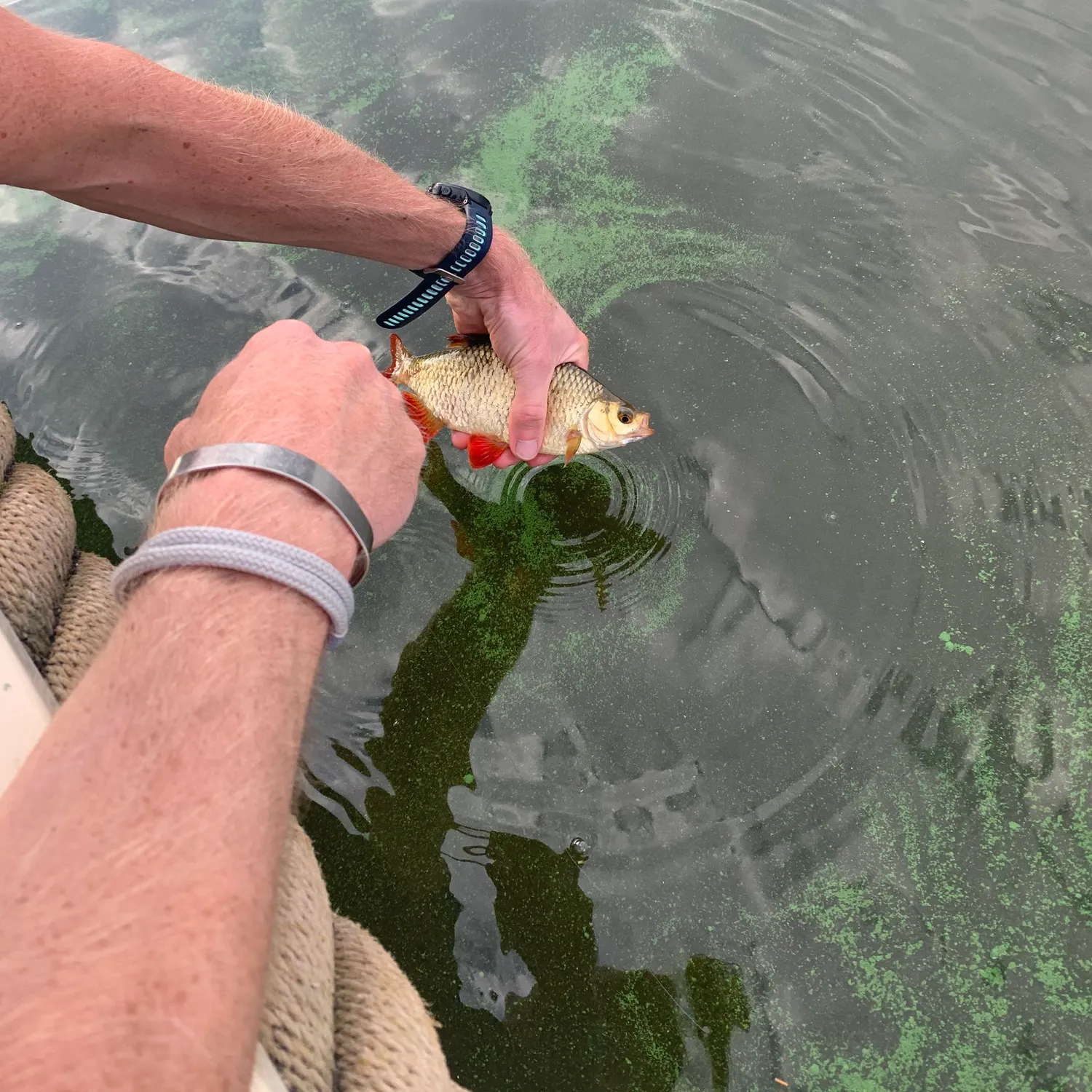 recently logged catches