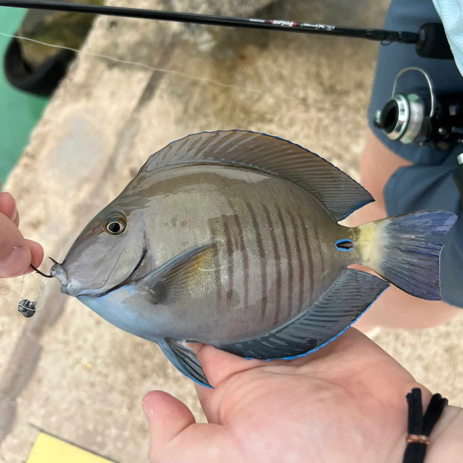 The most popular recent Doctorfish catch on Fishbrain
