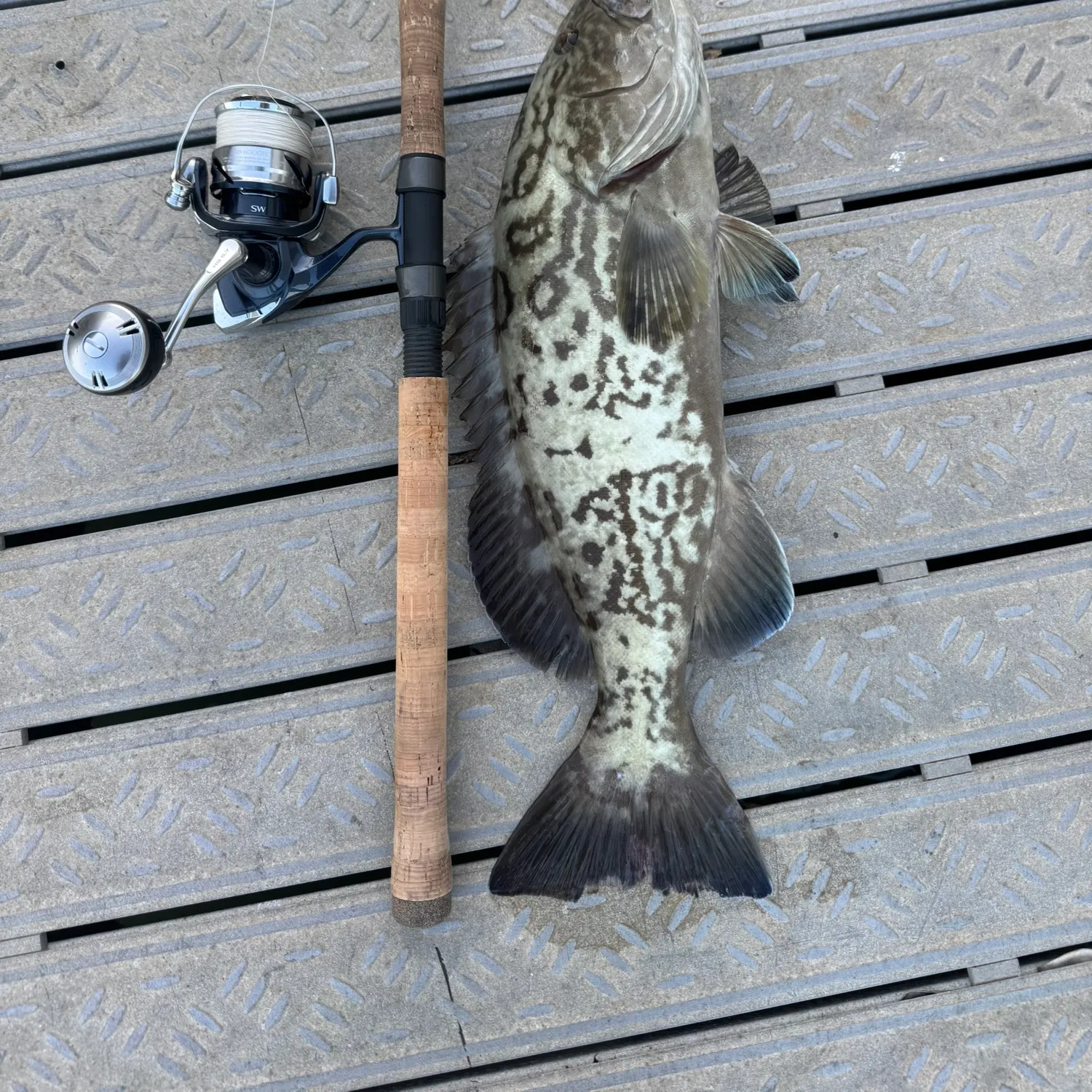 The most recent Gag grouper catches on Fishbrain