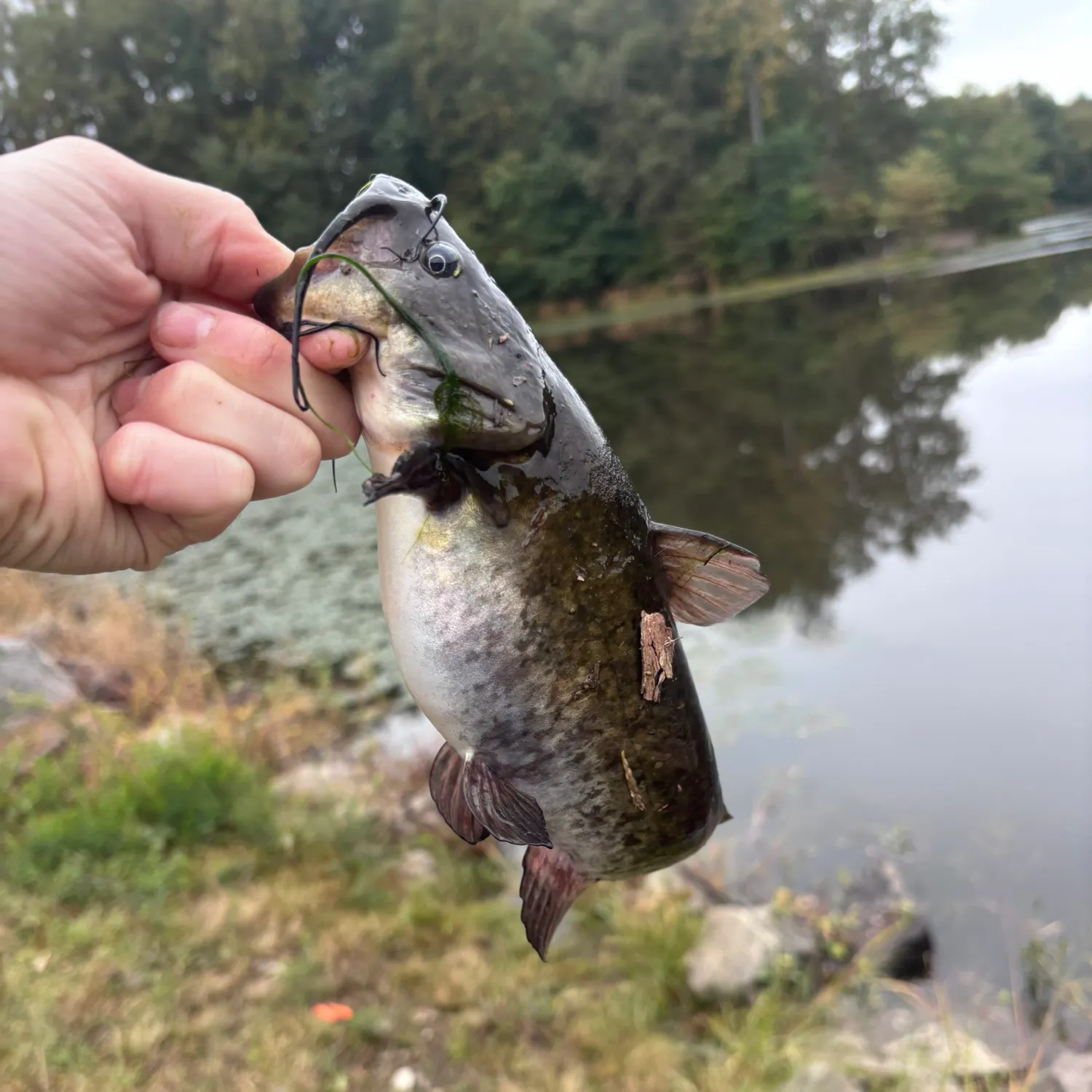 Brown bullhead caught on Fishbrain