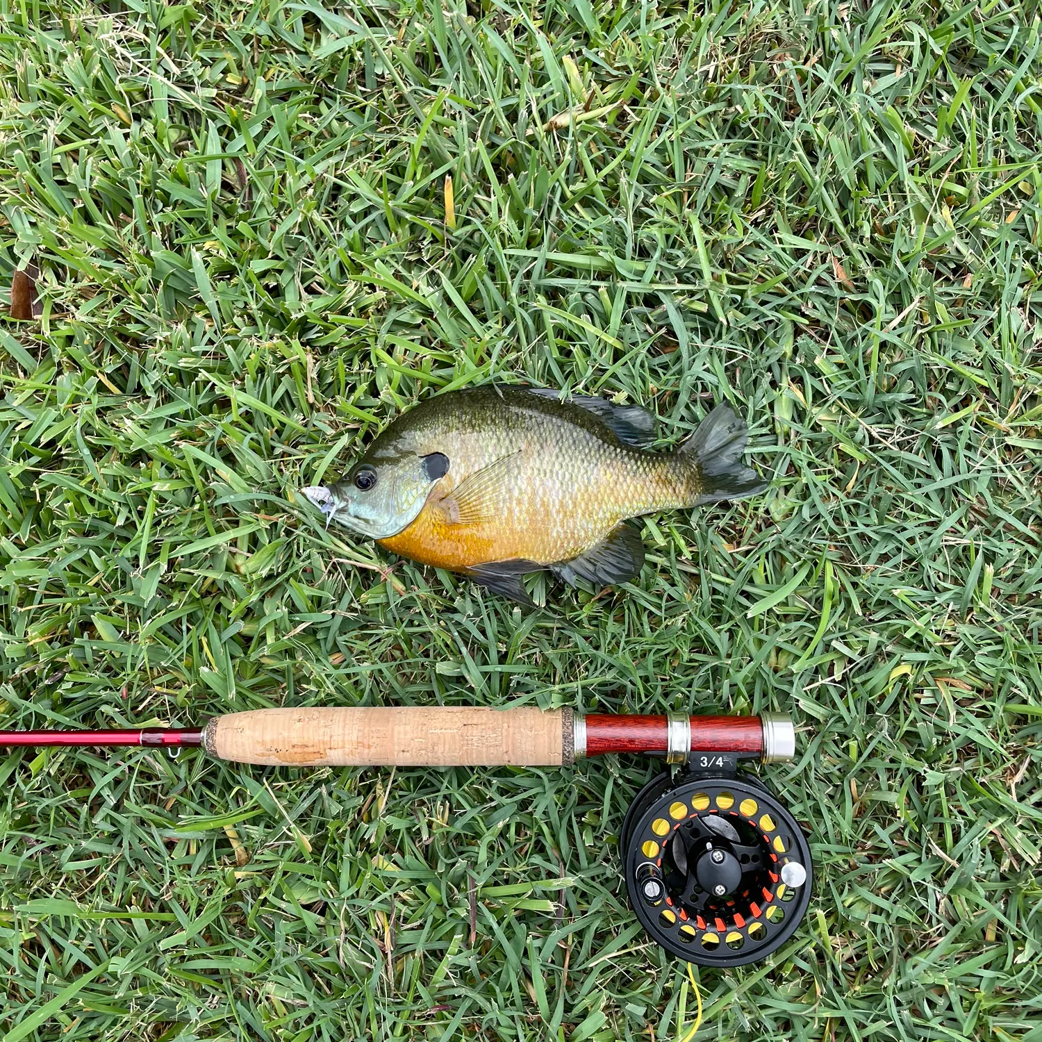 Bluegill caught on Fishbrain