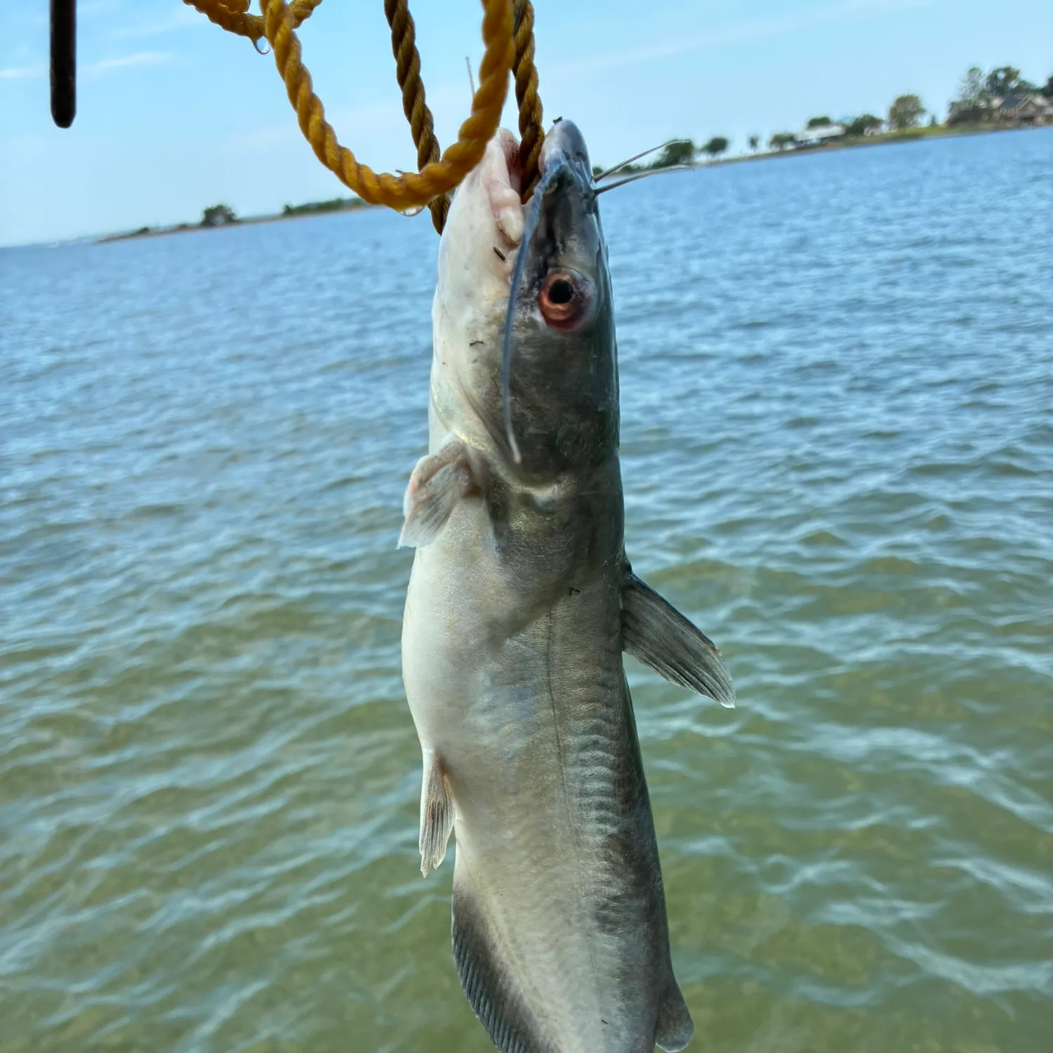 Channel catfish caught on Fishbrain