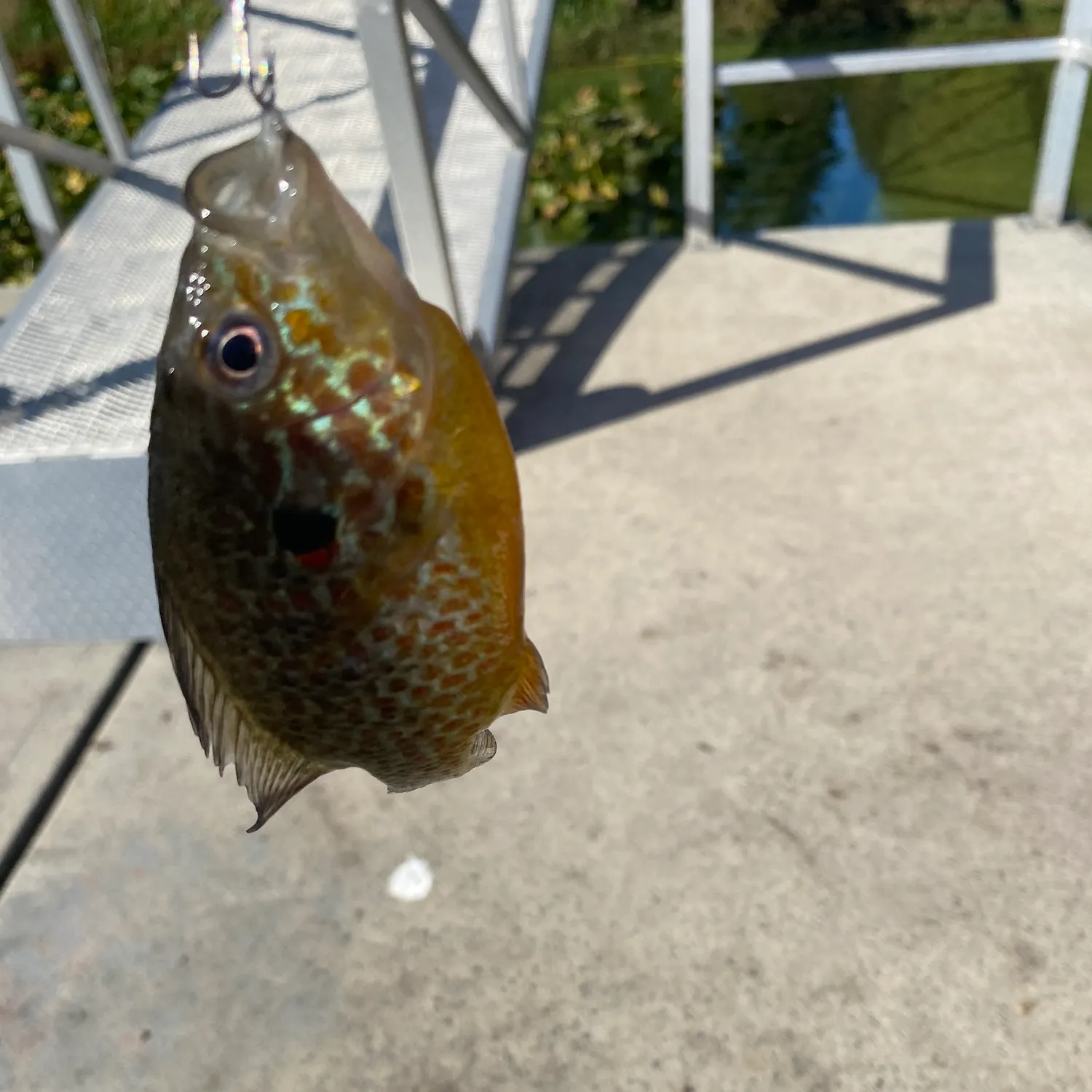 Pumpkinseed caught on Fishbrain
