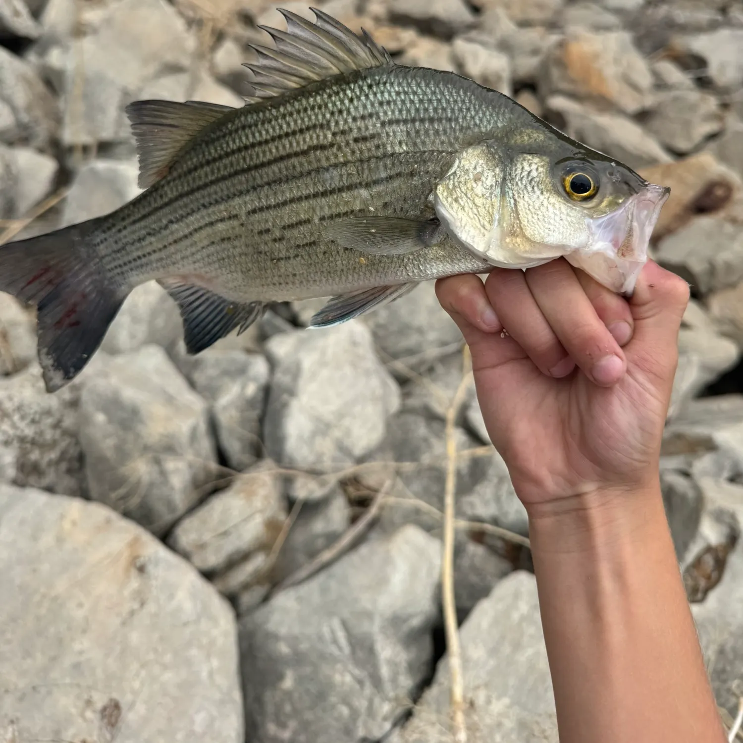 White bass caught on Fishbrain