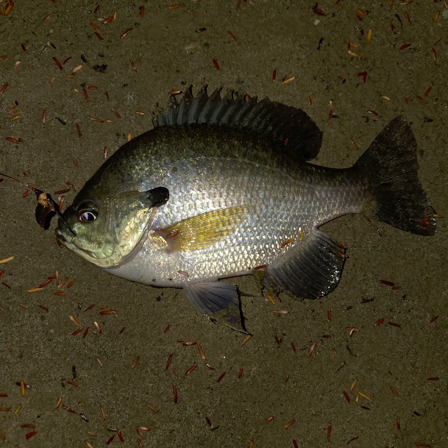 Bluegill caught on Fishbrain