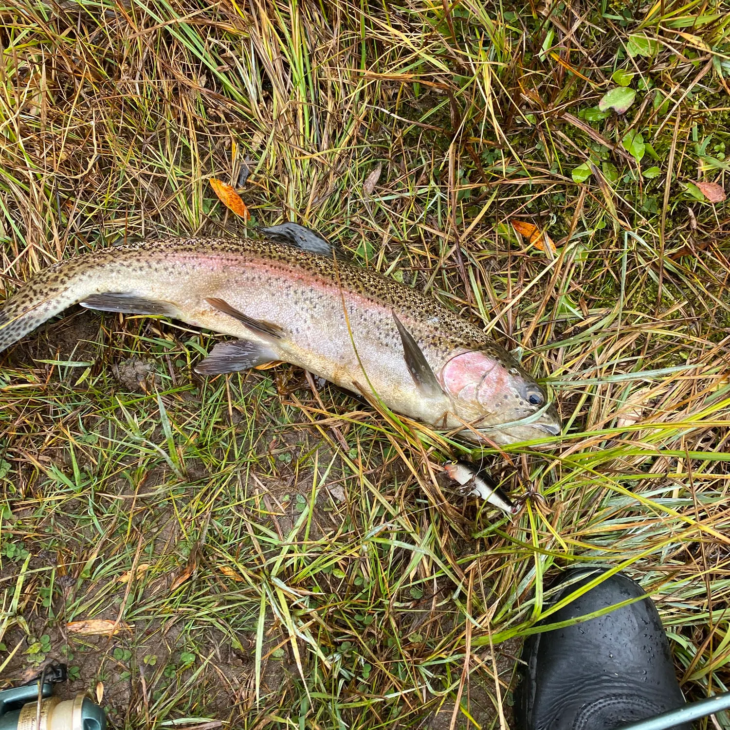 Rainbow trout caught on Fishbrain