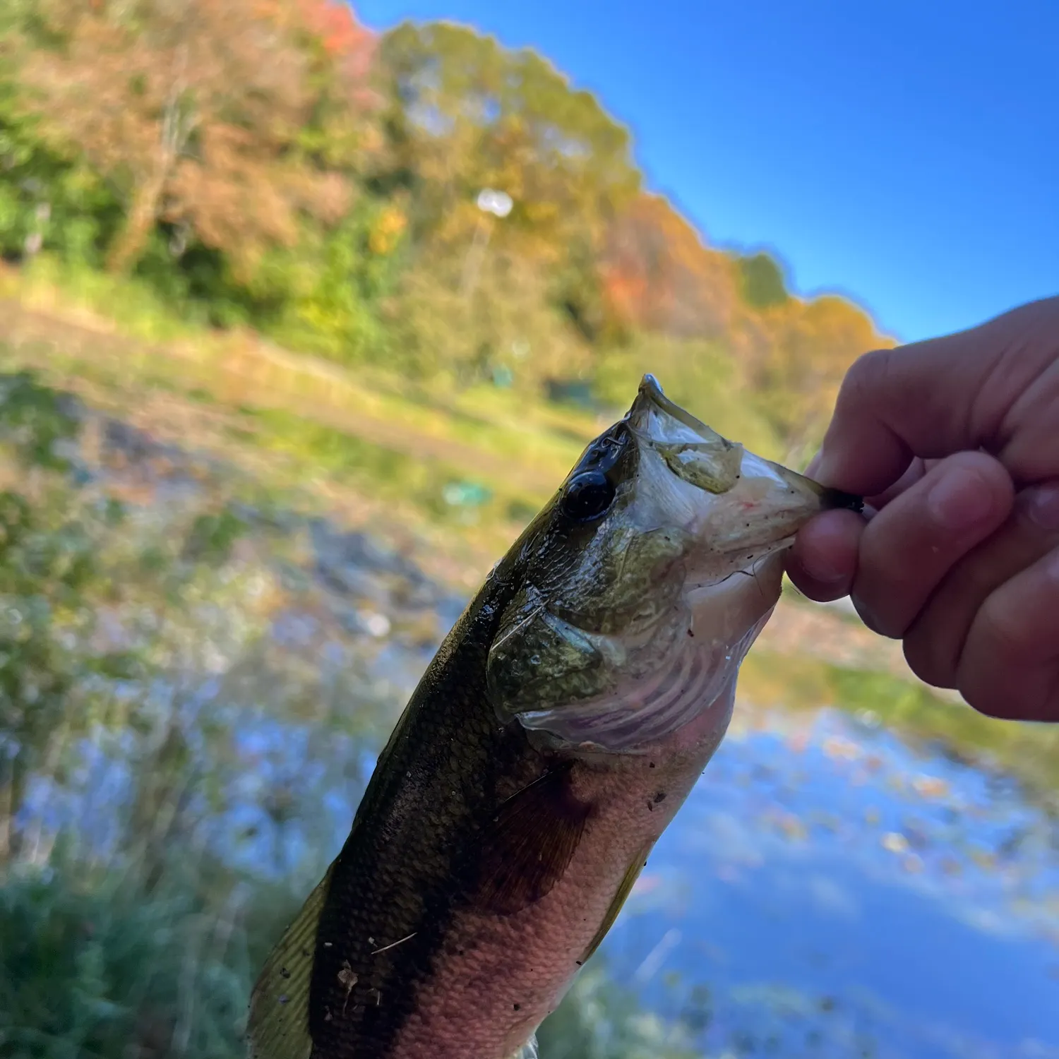 Largemouth bass caught on Fishbrain