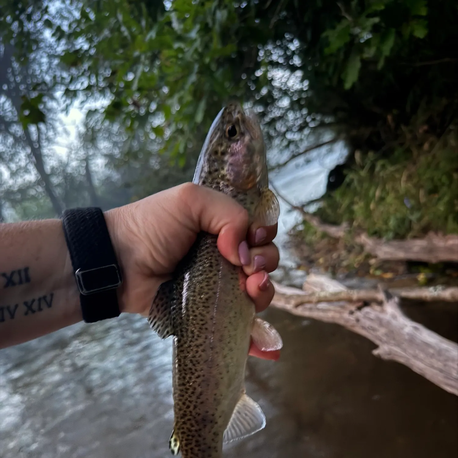 Rainbow trout caught on Fishbrain