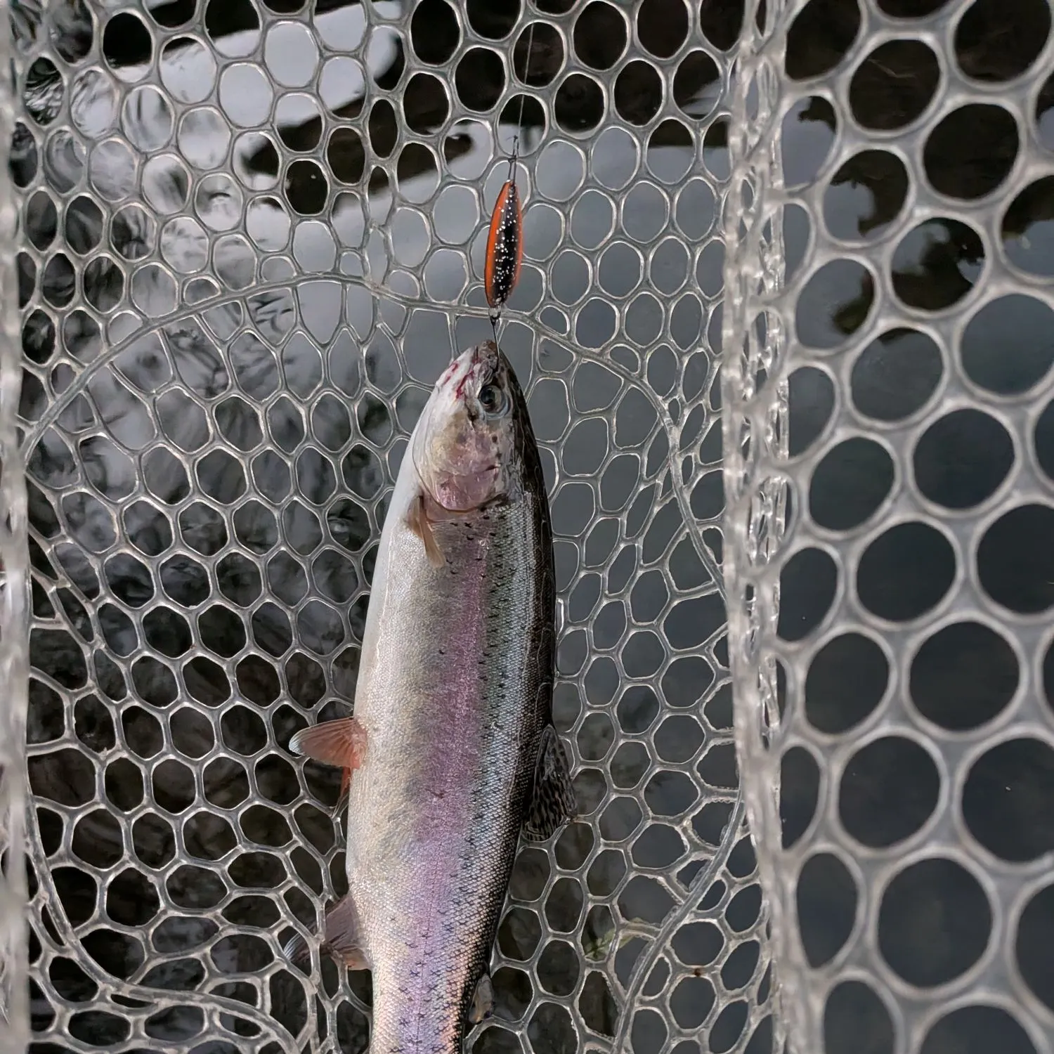 Rainbow trout caught on Fishbrain