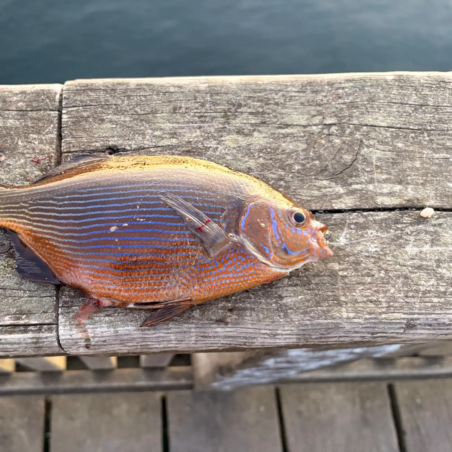 The most recent Striped seaperch catches on Fishbrain