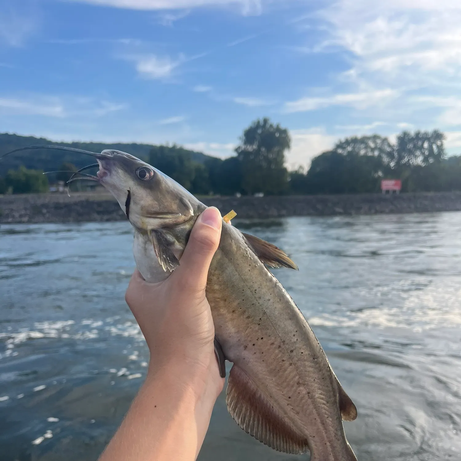 Channel catfish caught on Fishbrain
