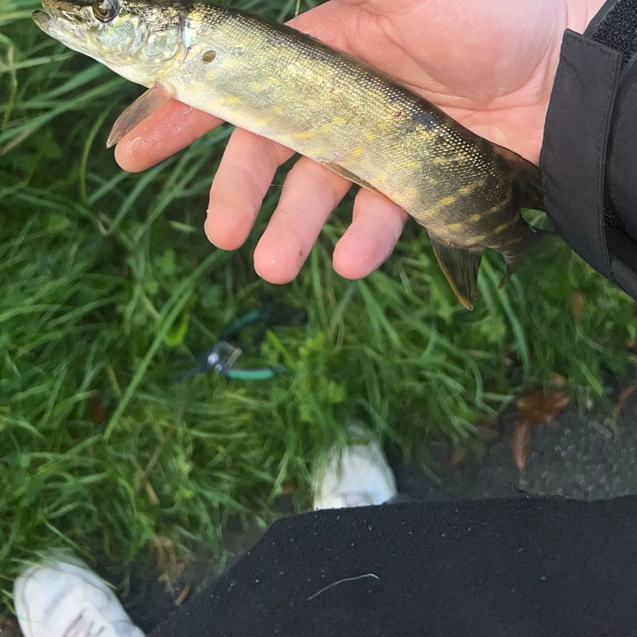 Northern pike caught on Fishbrain