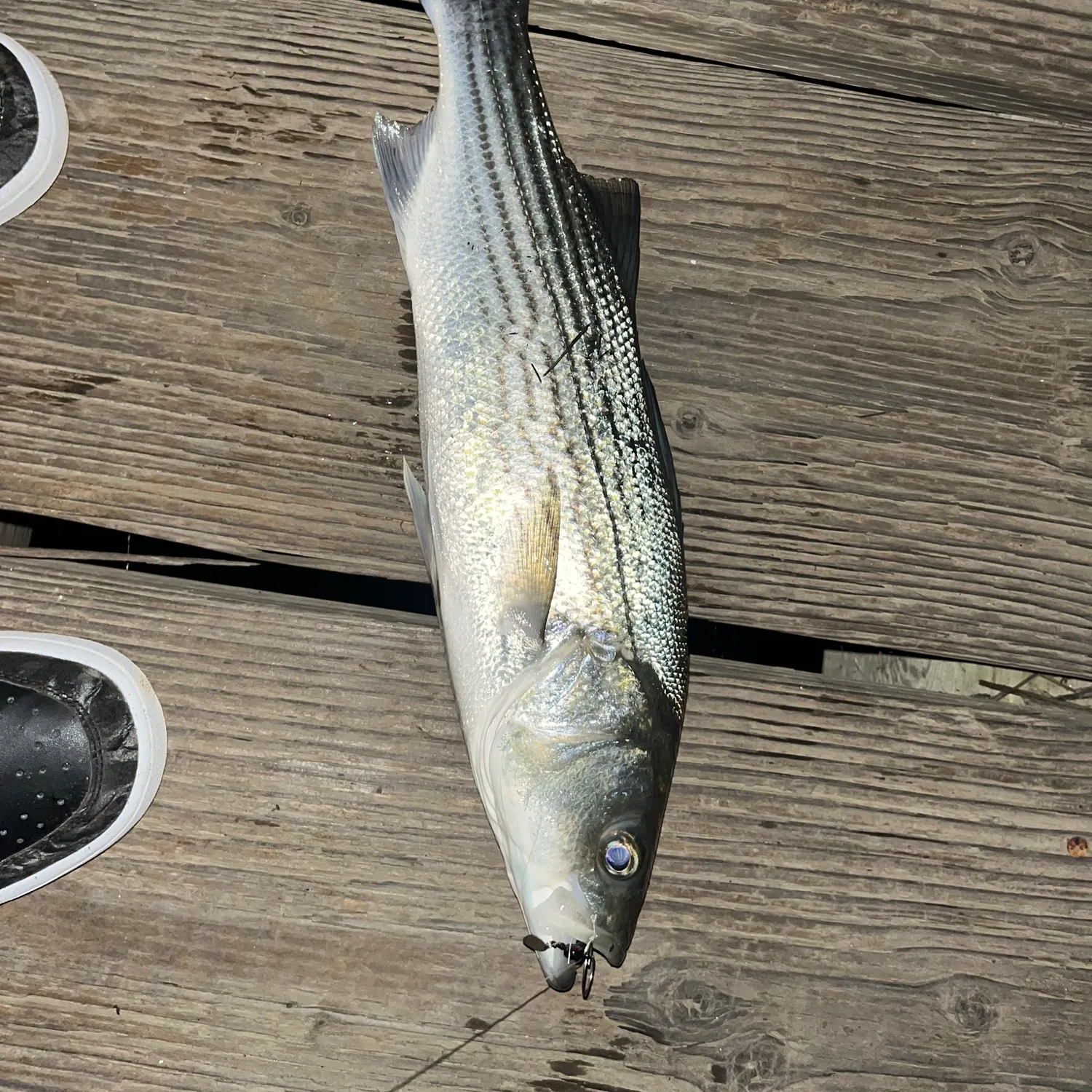The most recent Striped bass catches on Fishbrain