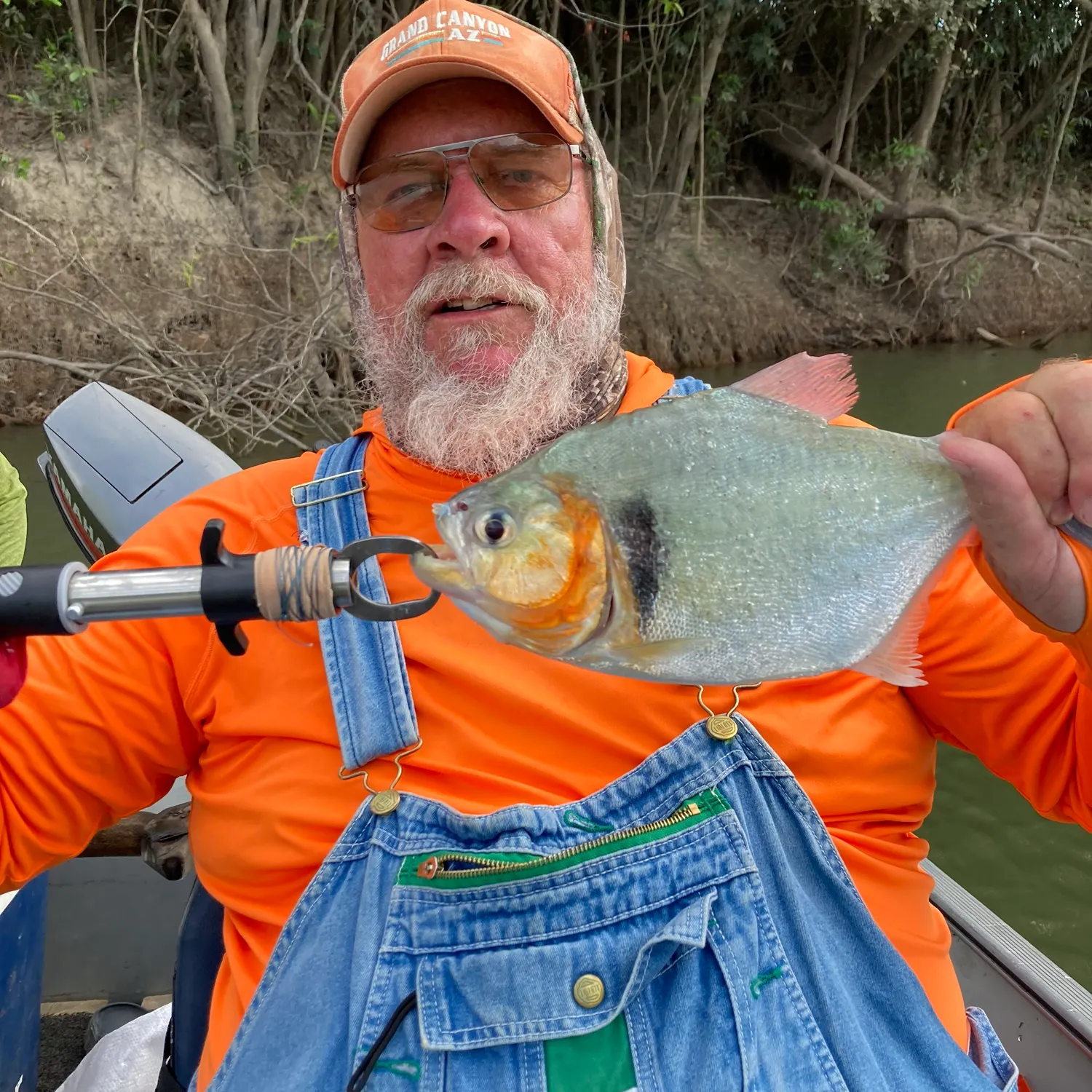 The most recent Eigenmann's piranha catches on Fishbrain