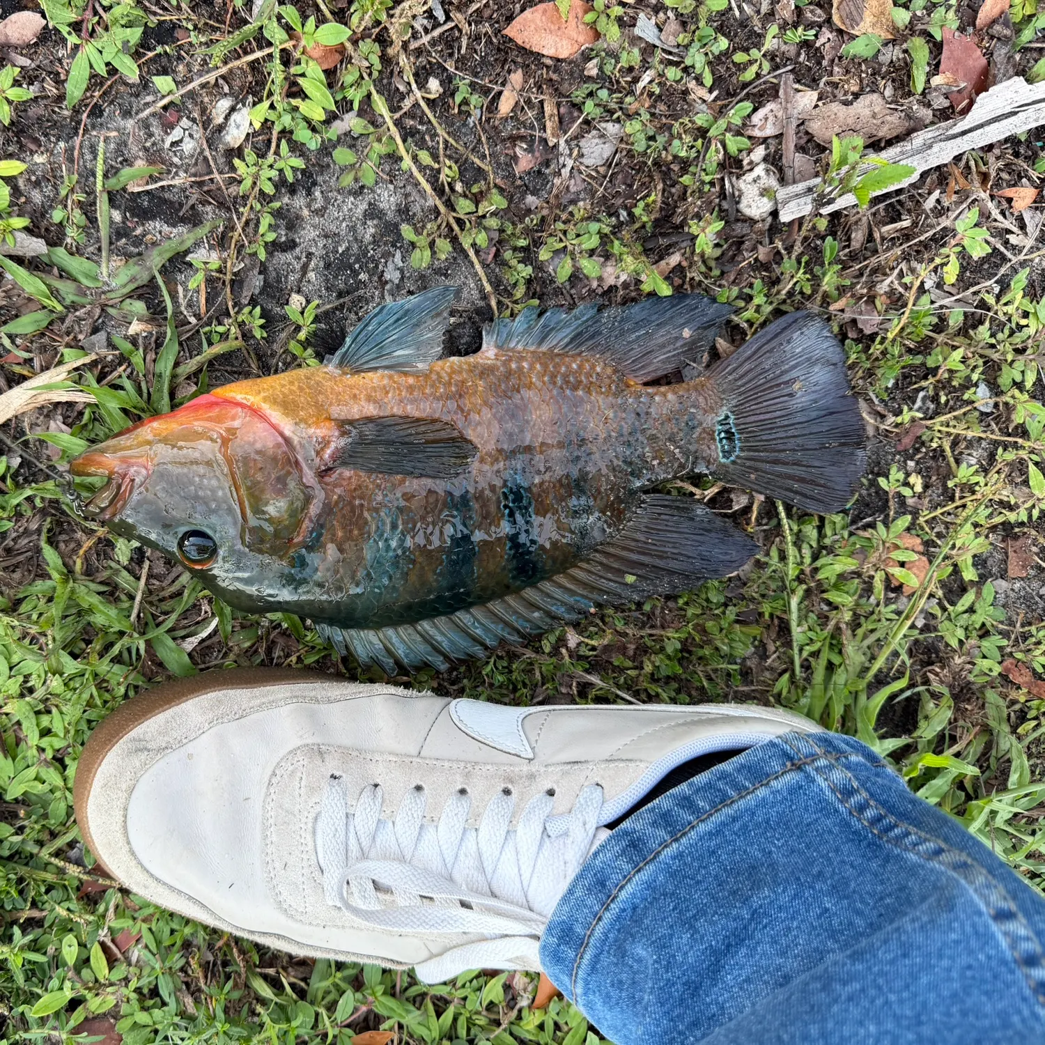 Mayan cichlid caught on Fishbrain