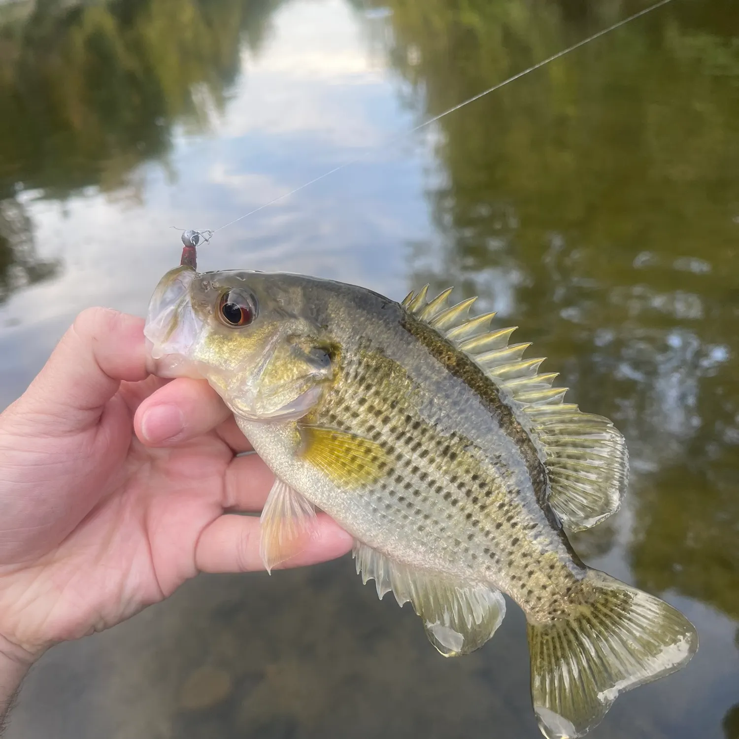 Rock bass caught on Fishbrain