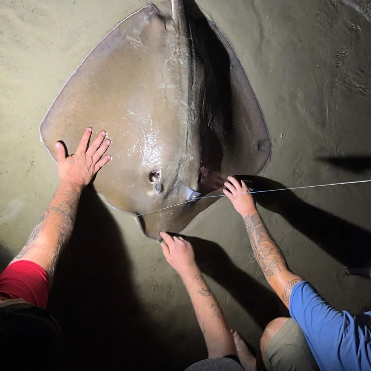The most recent Southern stingray catches on Fishbrain