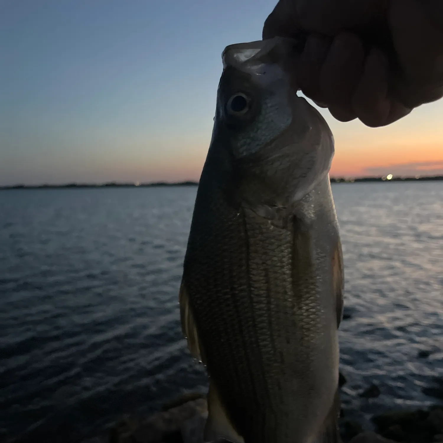 White bass caught on Fishbrain