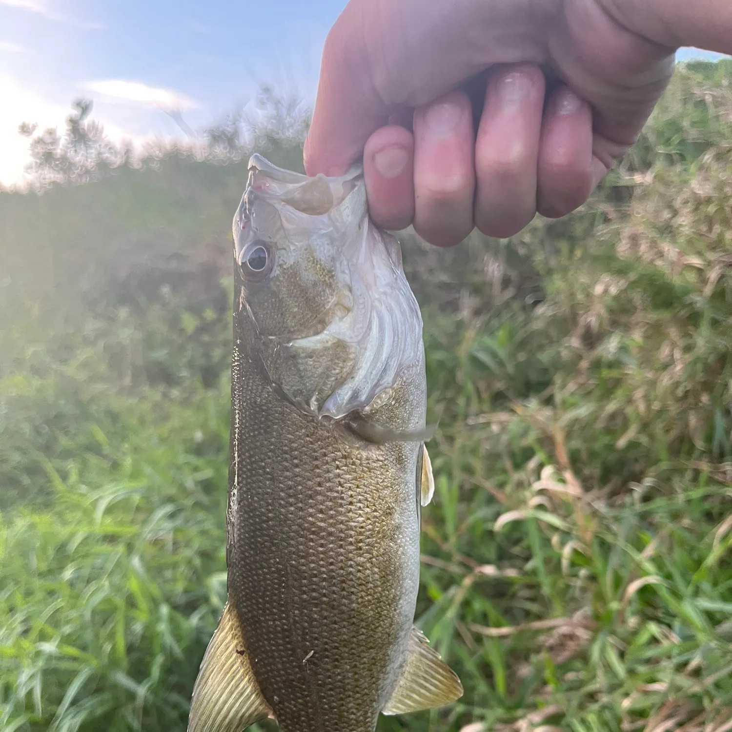 Smallmouth bass caught on Fishbrain