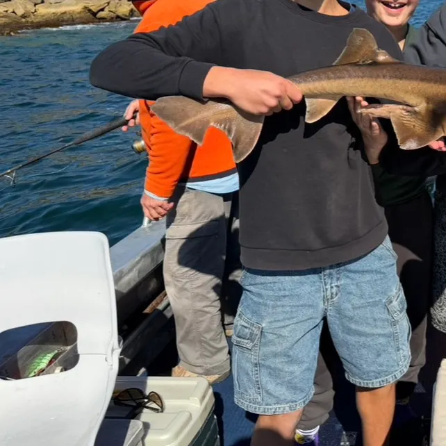 The most recent Port Jackson shark catches on Fishbrain