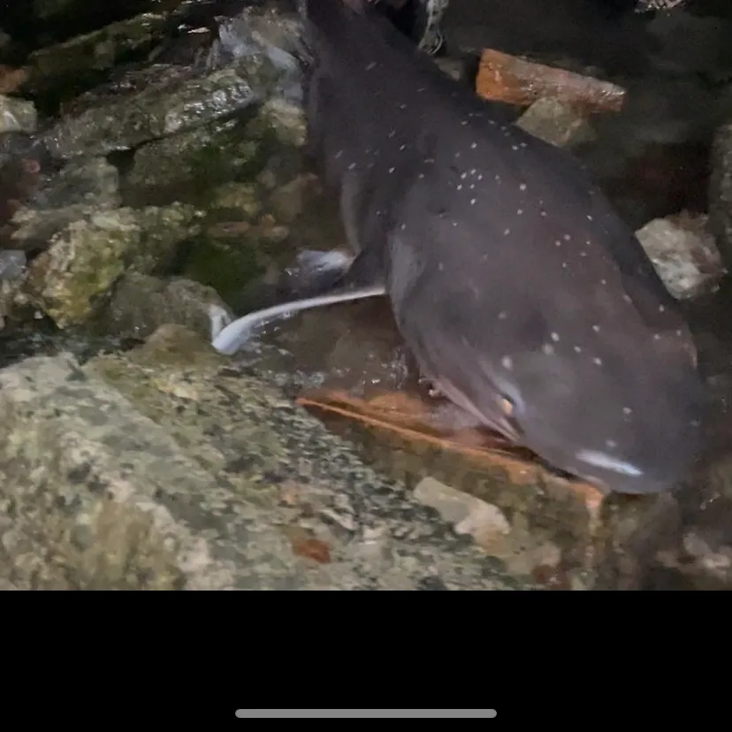 The most recent Broadnose sevengill shark catches on Fishbrain