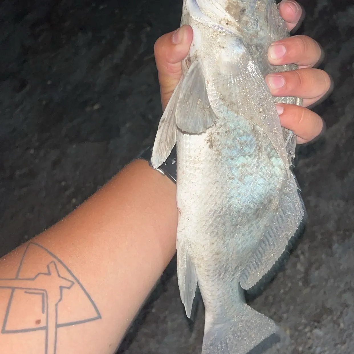 The most recent Black drum catches on Fishbrain