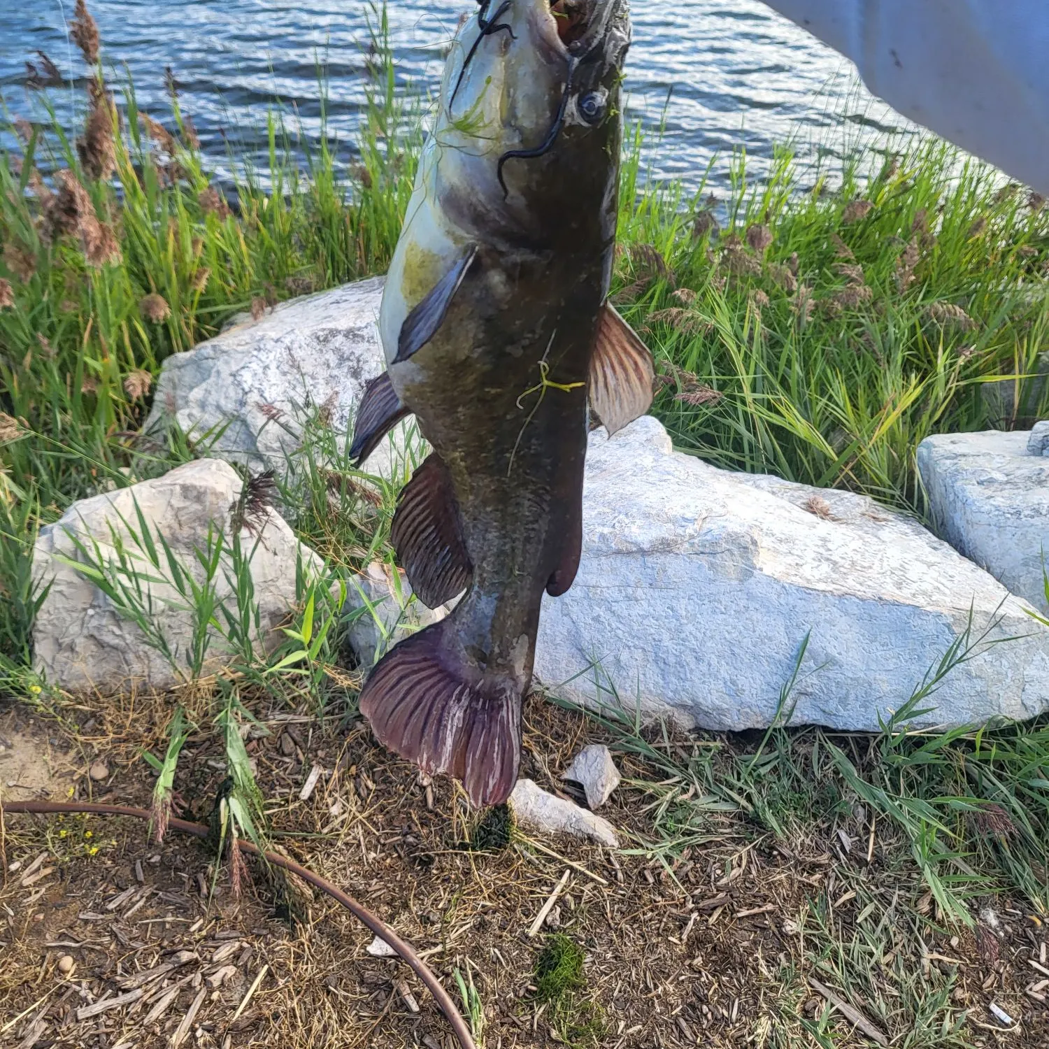 Black bullhead caught on Fishbrain