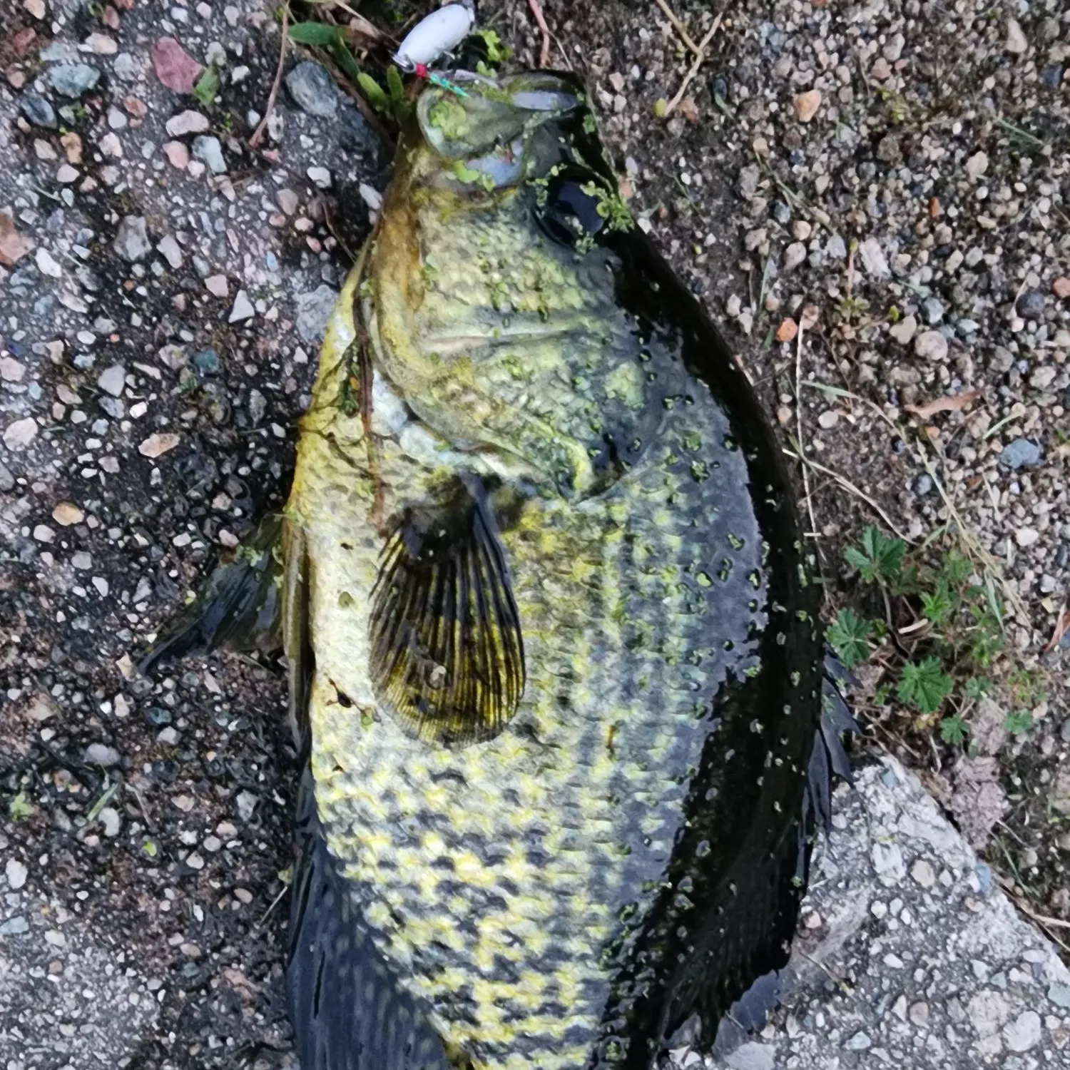 Black crappie caught on Fishbrain