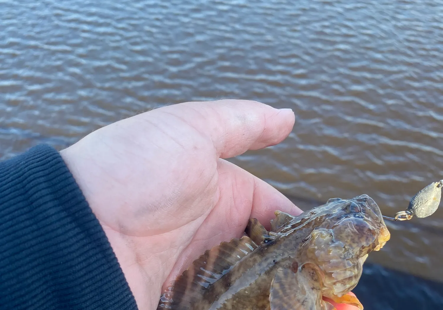 Oyster toadfish