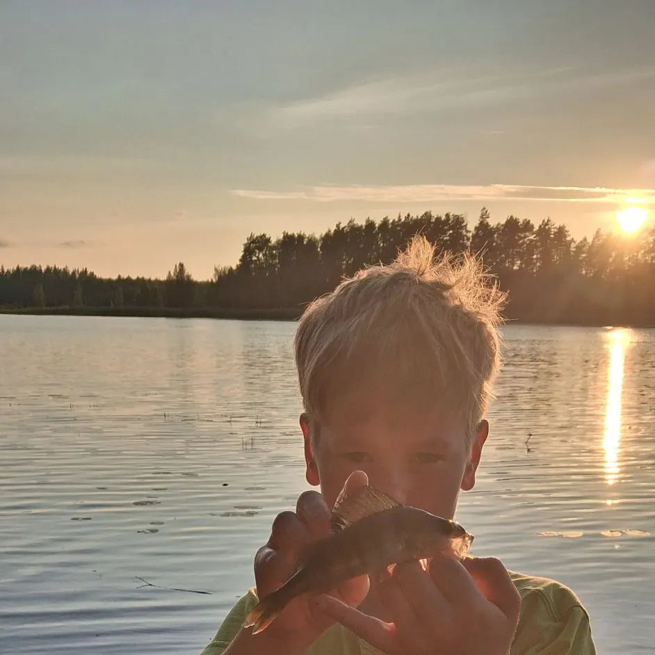 Northern pike caught on Fishbrain