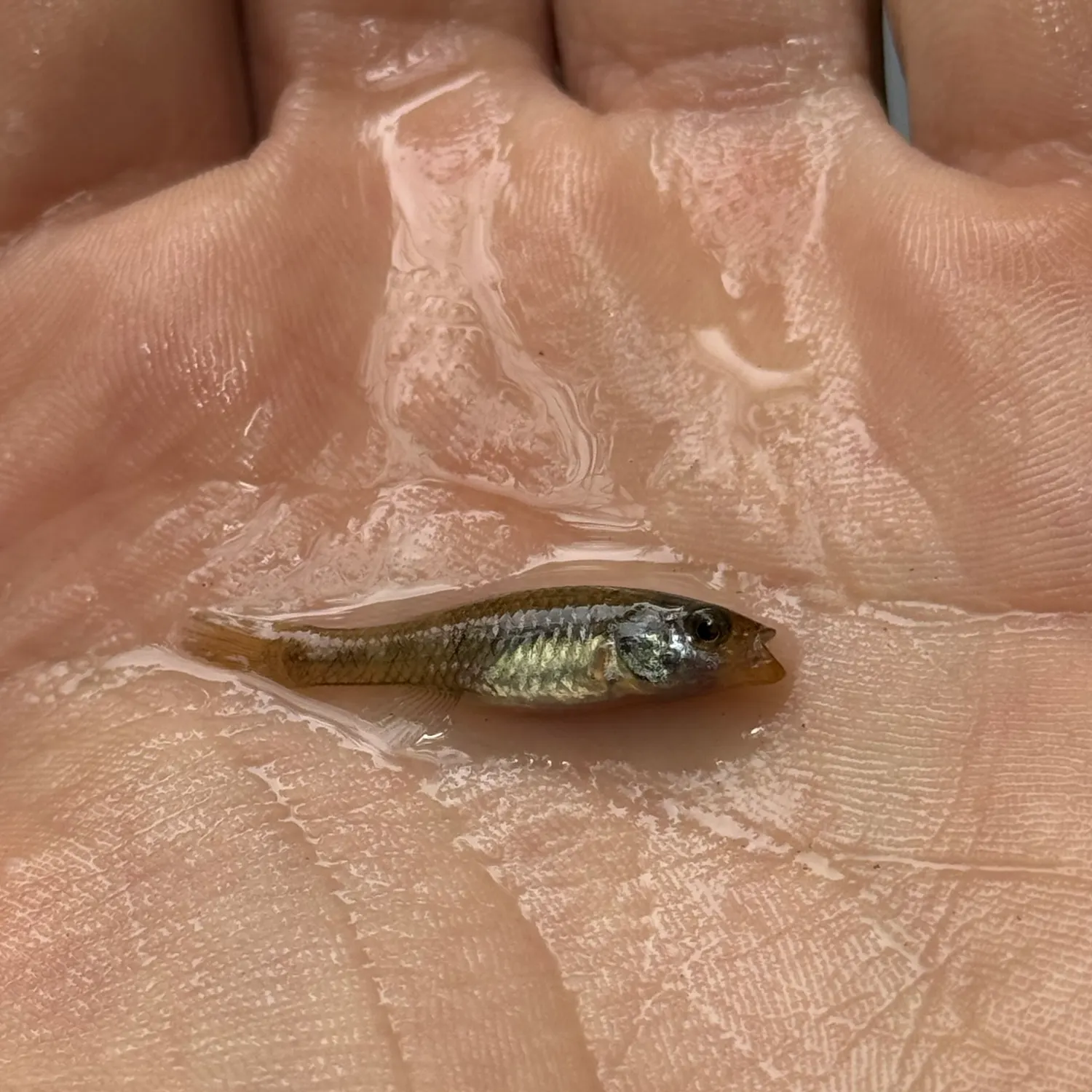 The most recent Rainwater killifish catches on Fishbrain