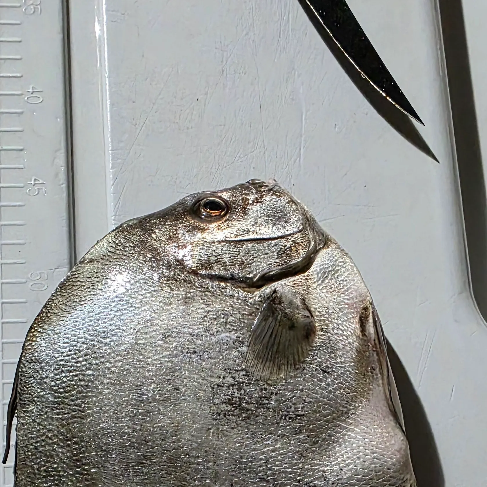 The most recent Atlantic spadefish catches on Fishbrain