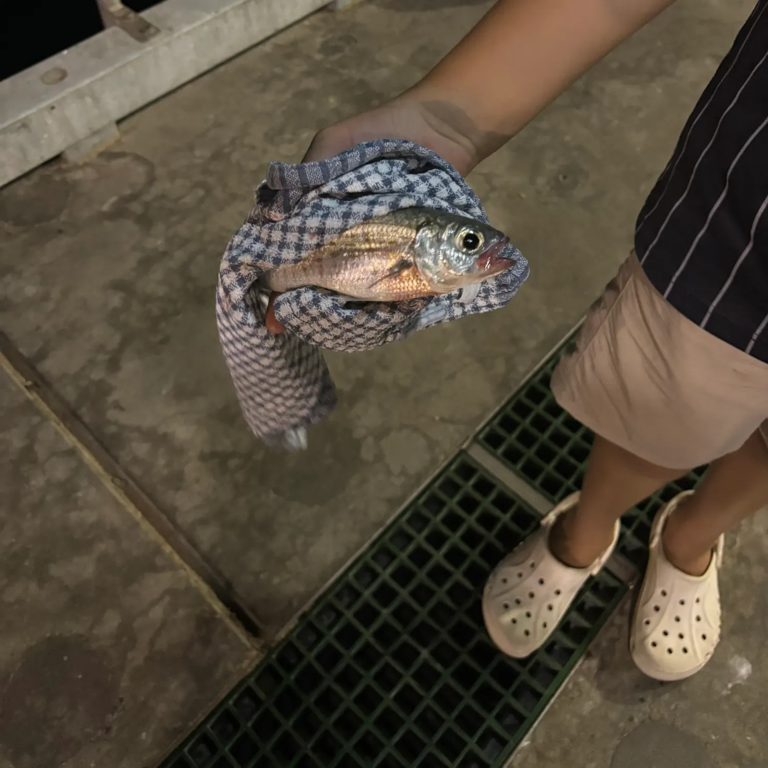 The most recent Australian ruff catches on Fishbrain