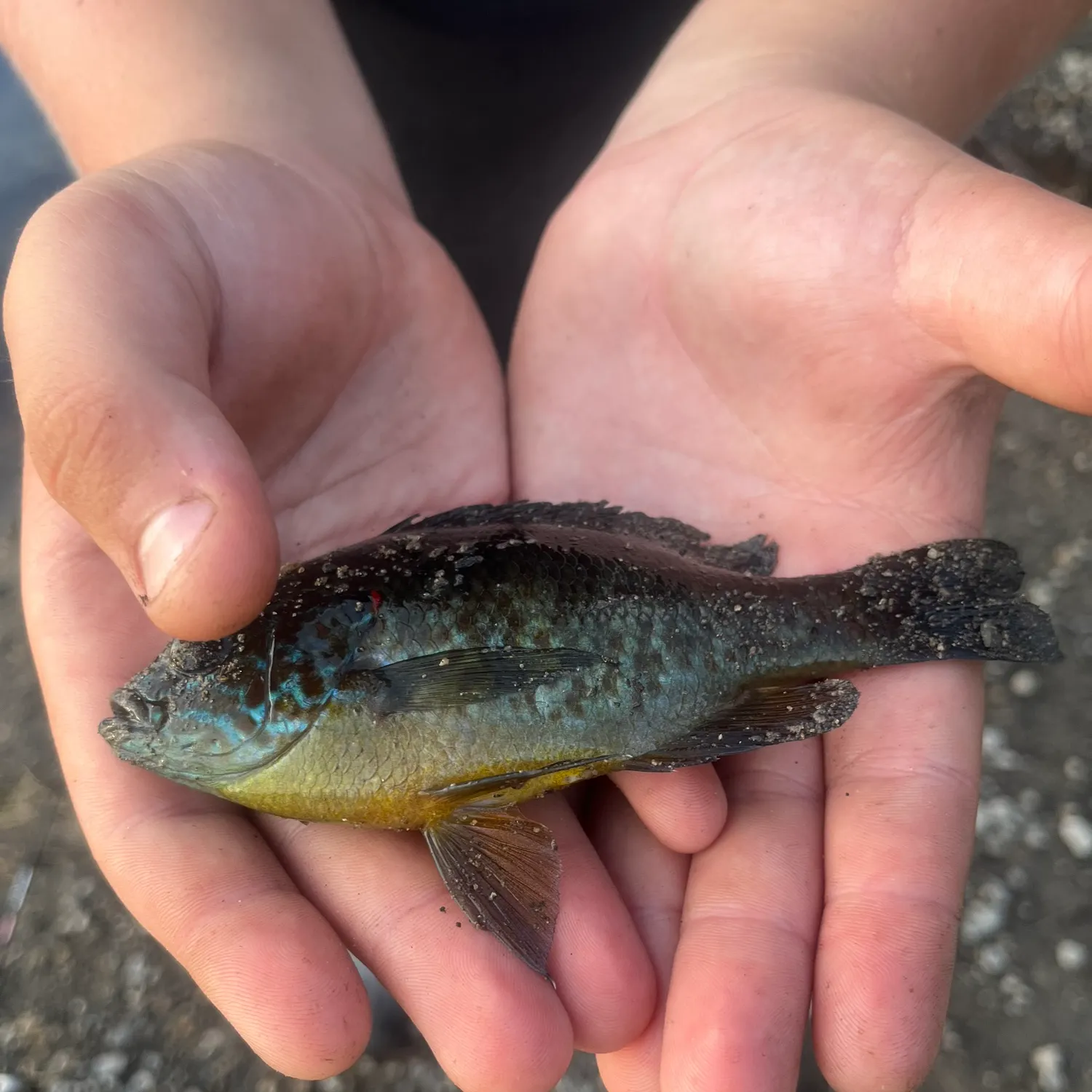 Greengill hybrid caught on Fishbrain