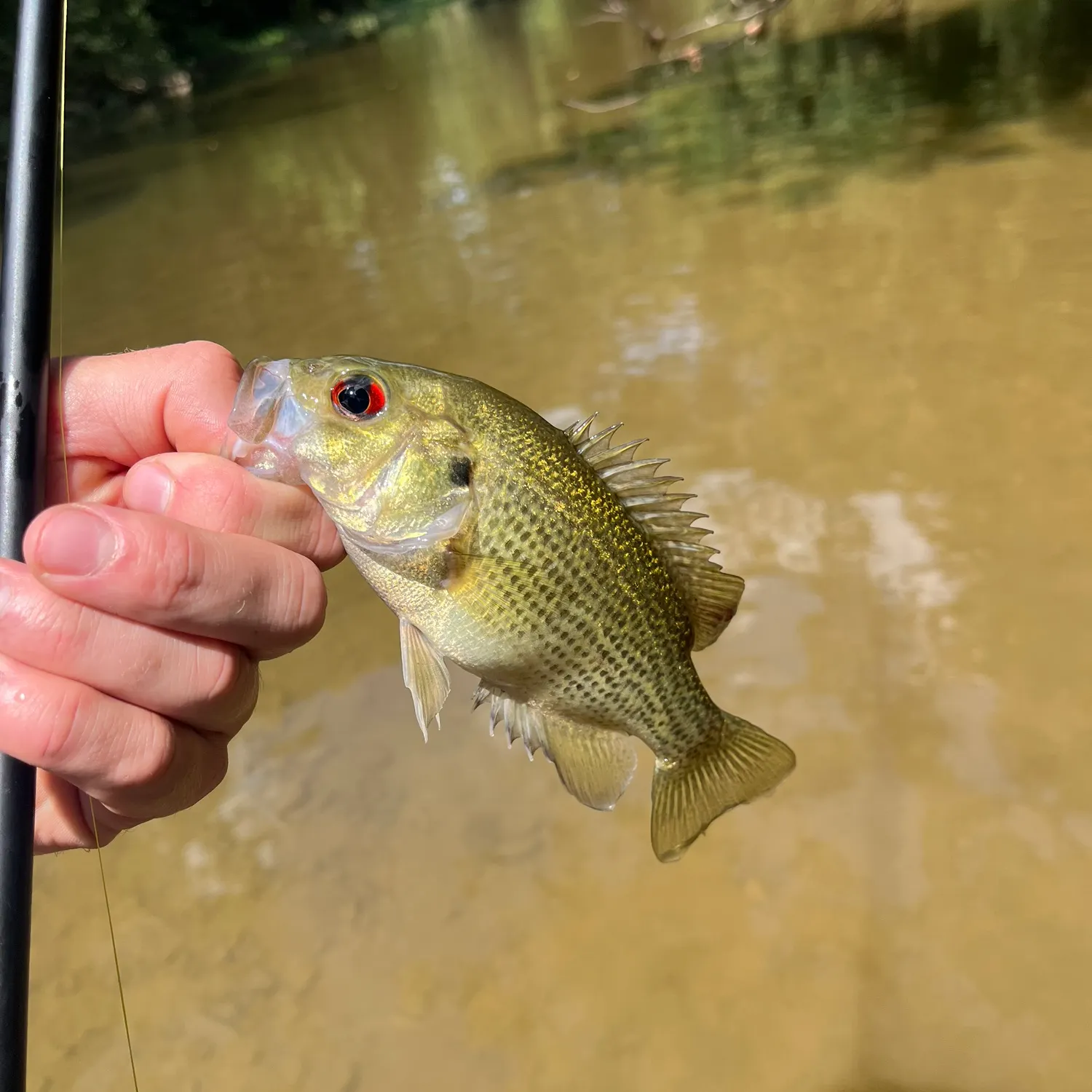 Rock bass caught on Fishbrain