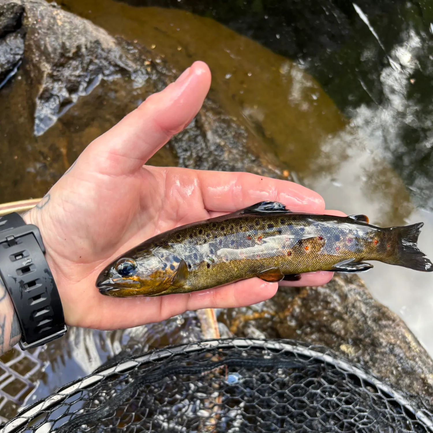 recently logged catches