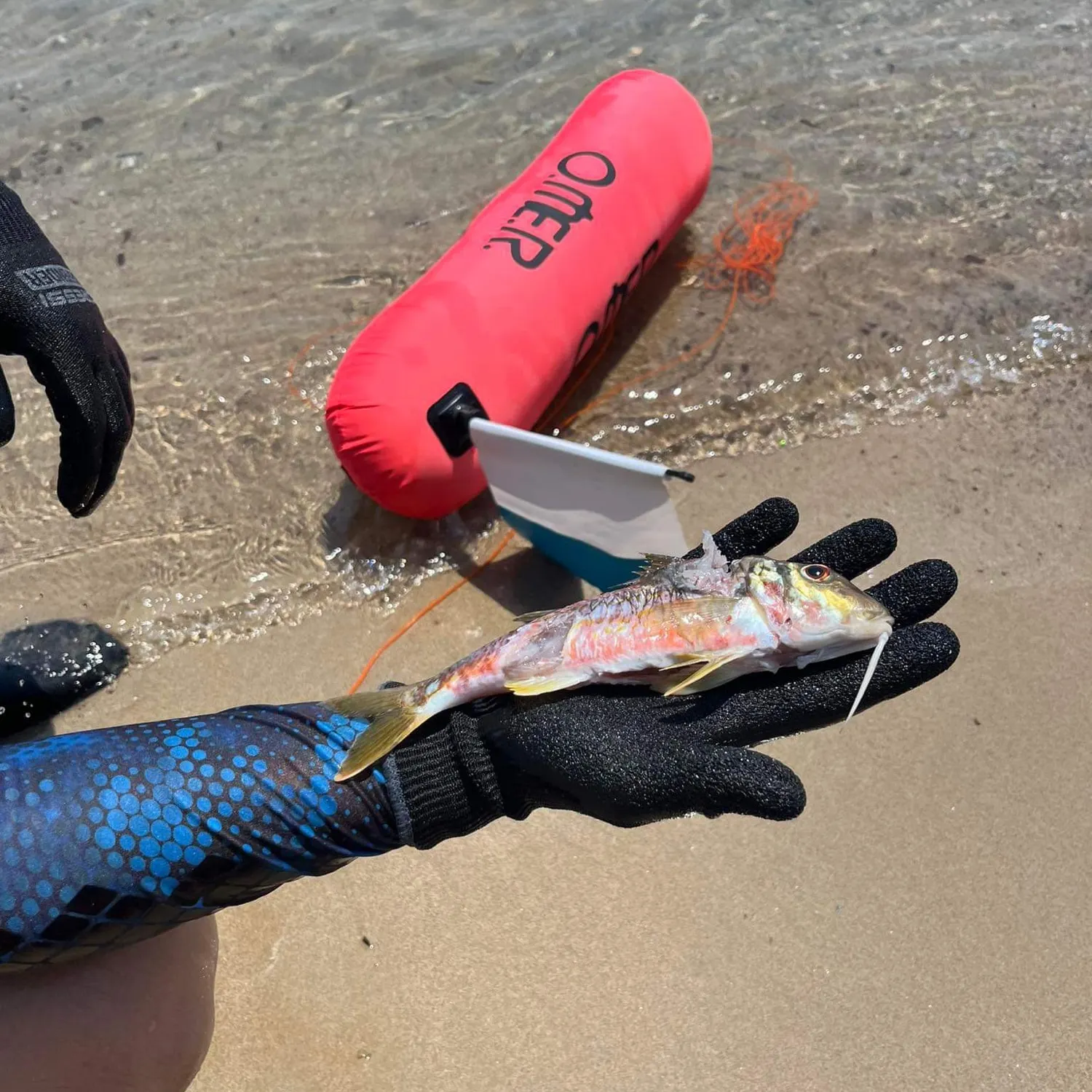 The most recent Striped red mullet catches on Fishbrain