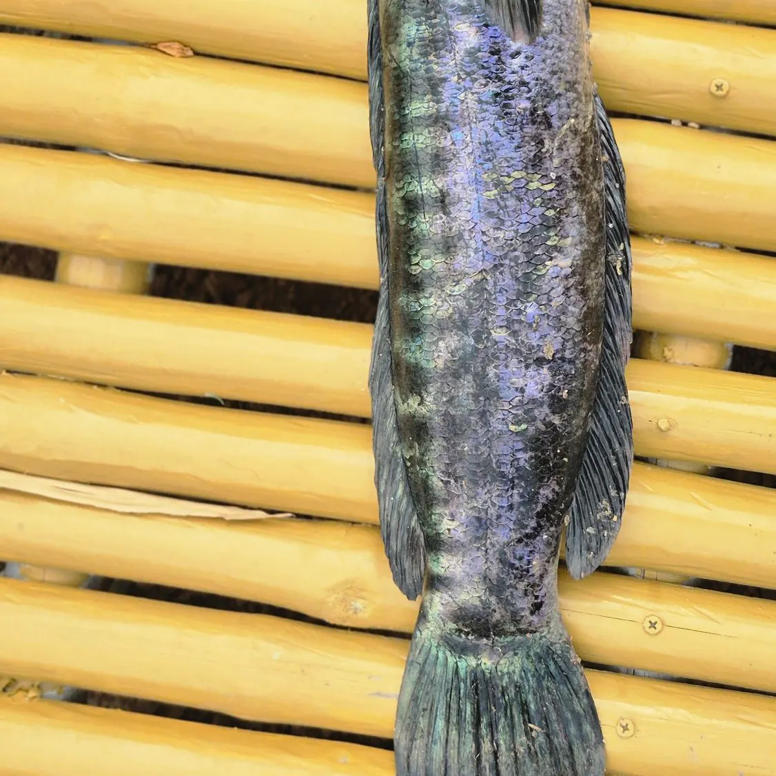 The most recent Indonesian snakehead catches on Fishbrain