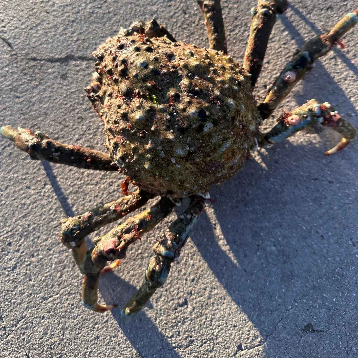 The most popular recent European spider crab catch on Fishbrain