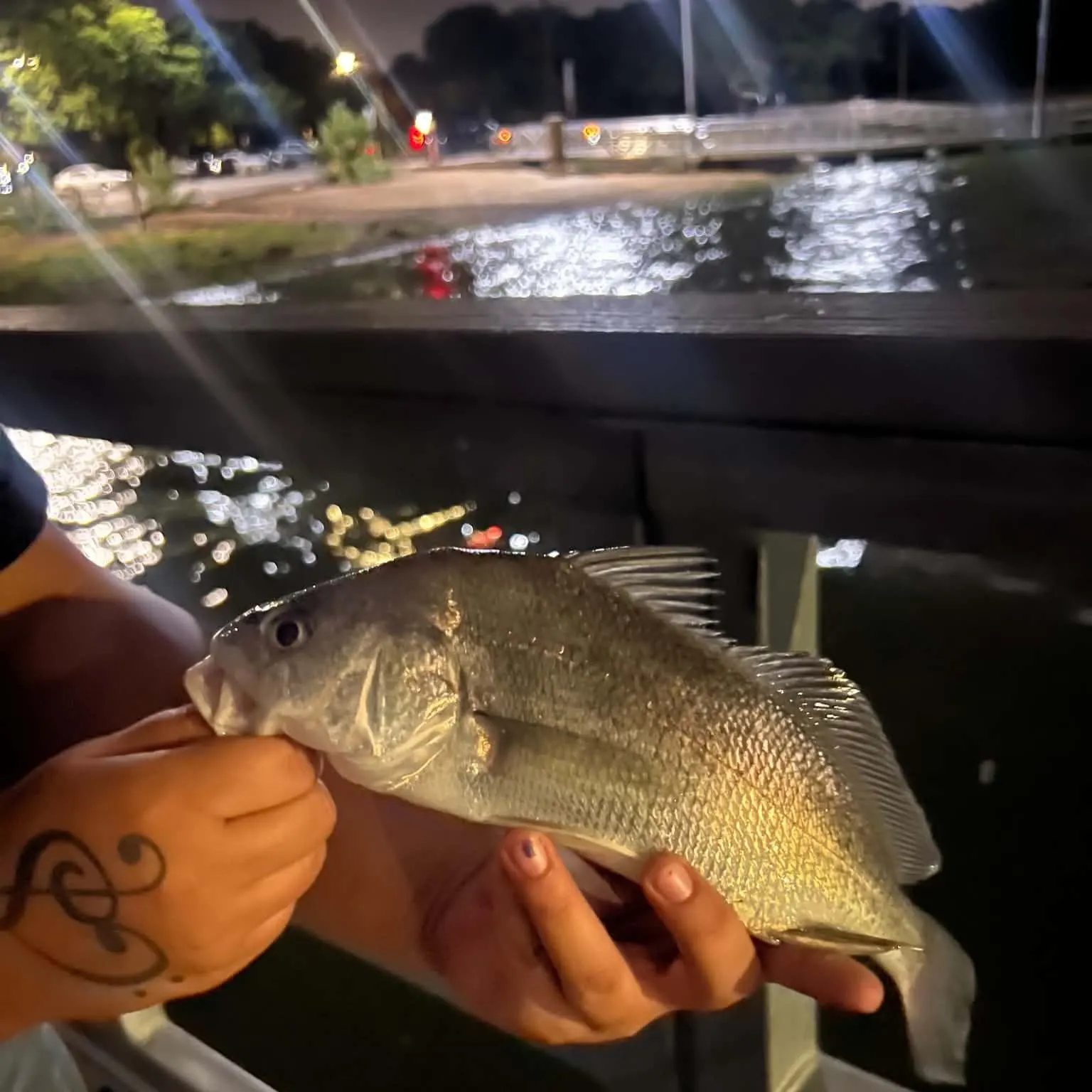 Freshwater drum caught on Fishbrain