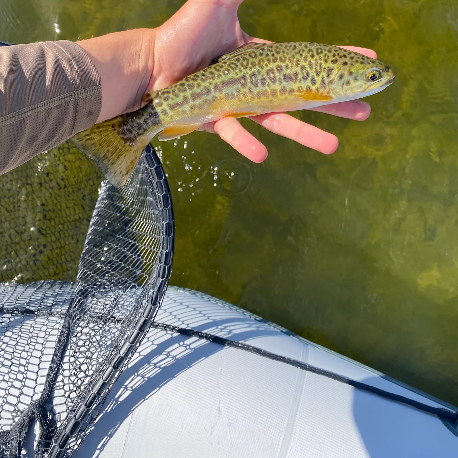 Tiger trout caught on Fishbrain