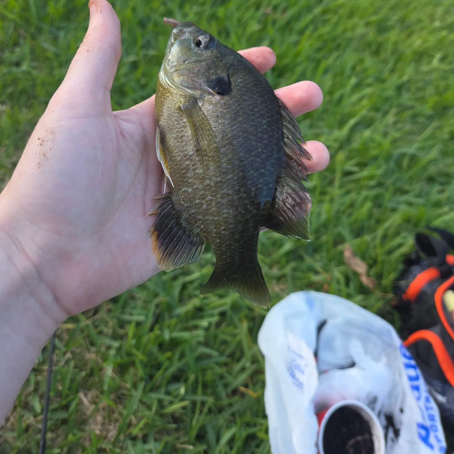 Greengill hybrid caught on Fishbrain