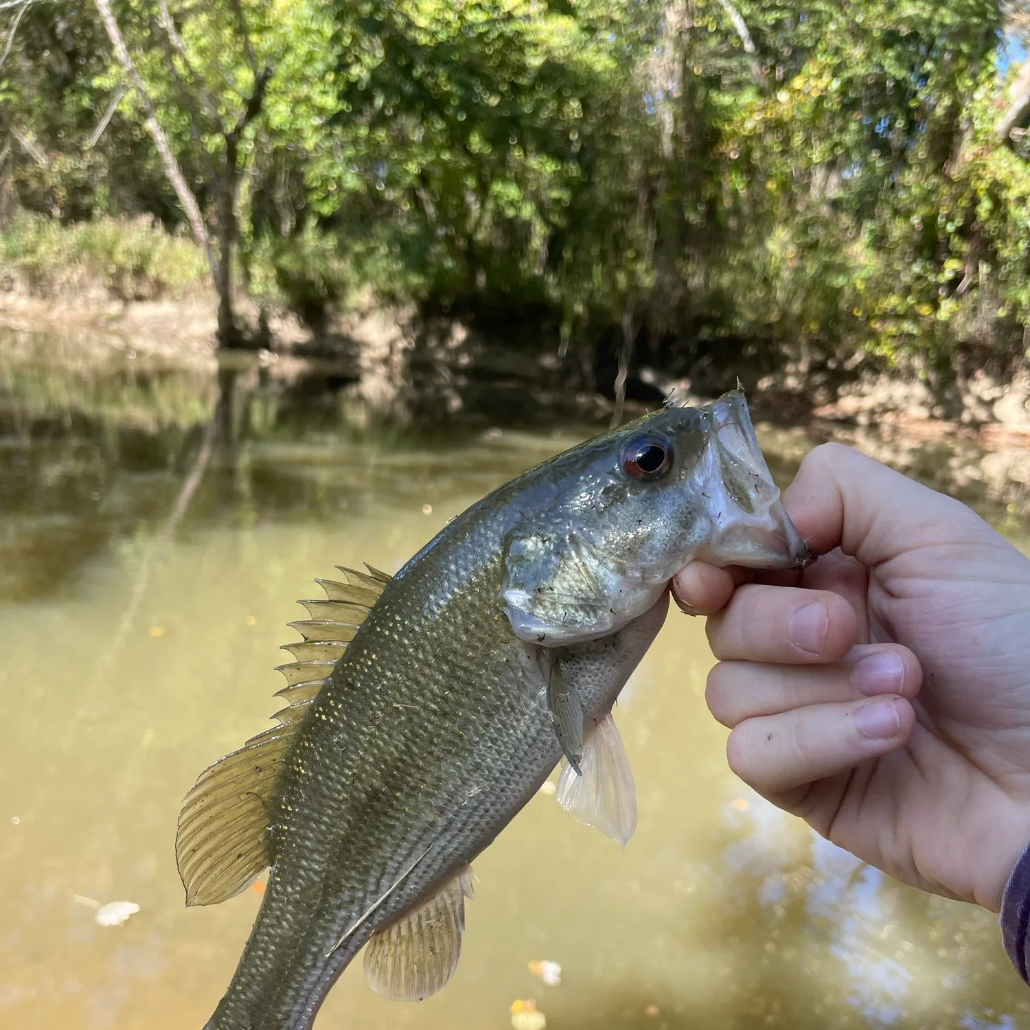 Spotted bass caught on Fishbrain