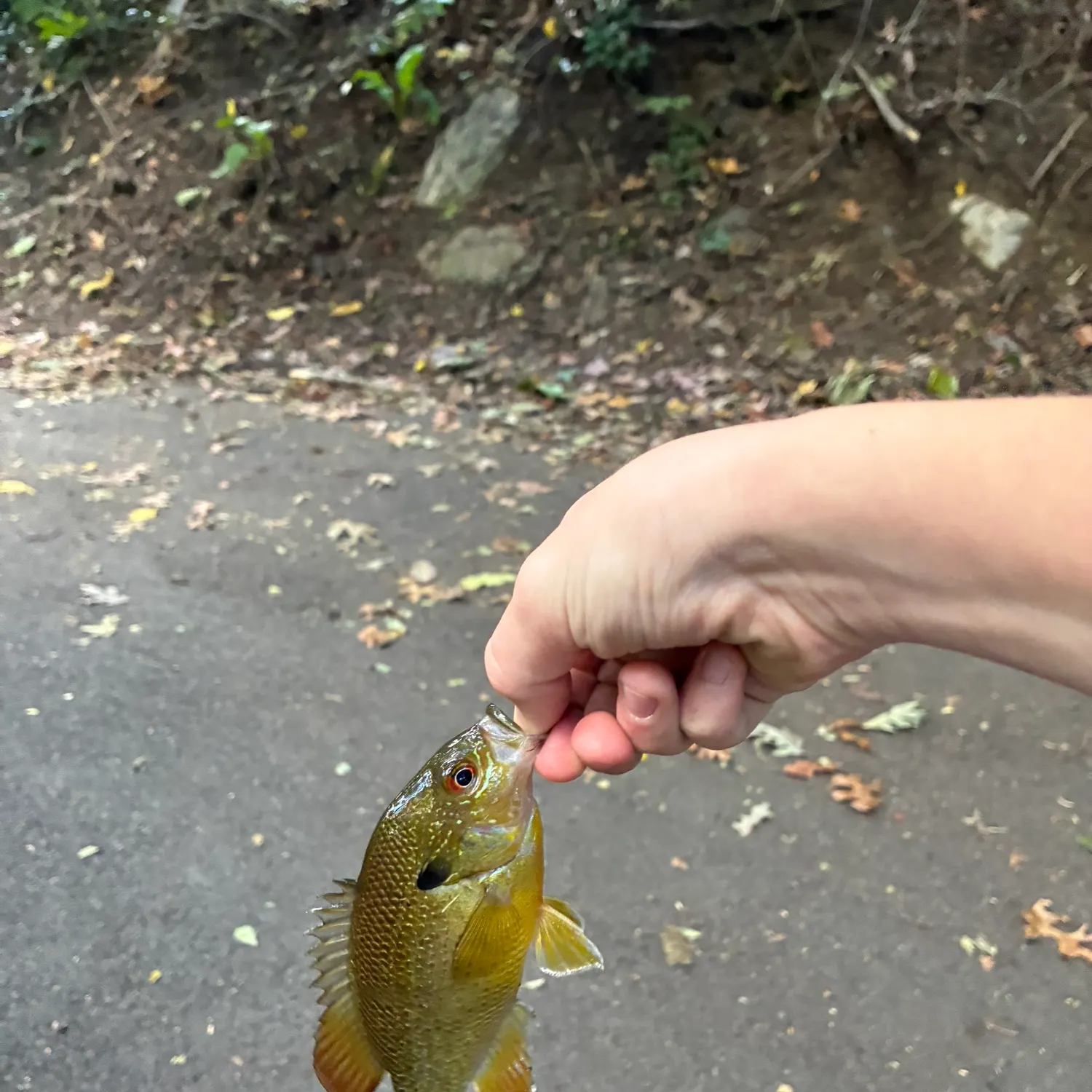 Redbreast sunfish caught on Fishbrain
