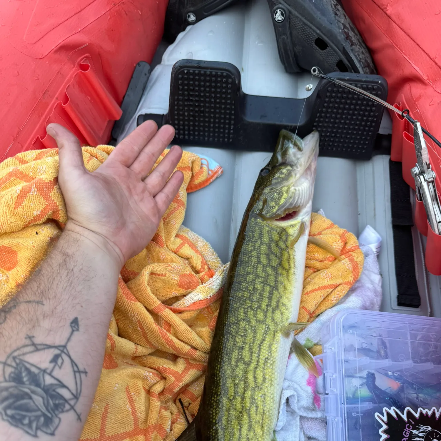 recently logged catches
